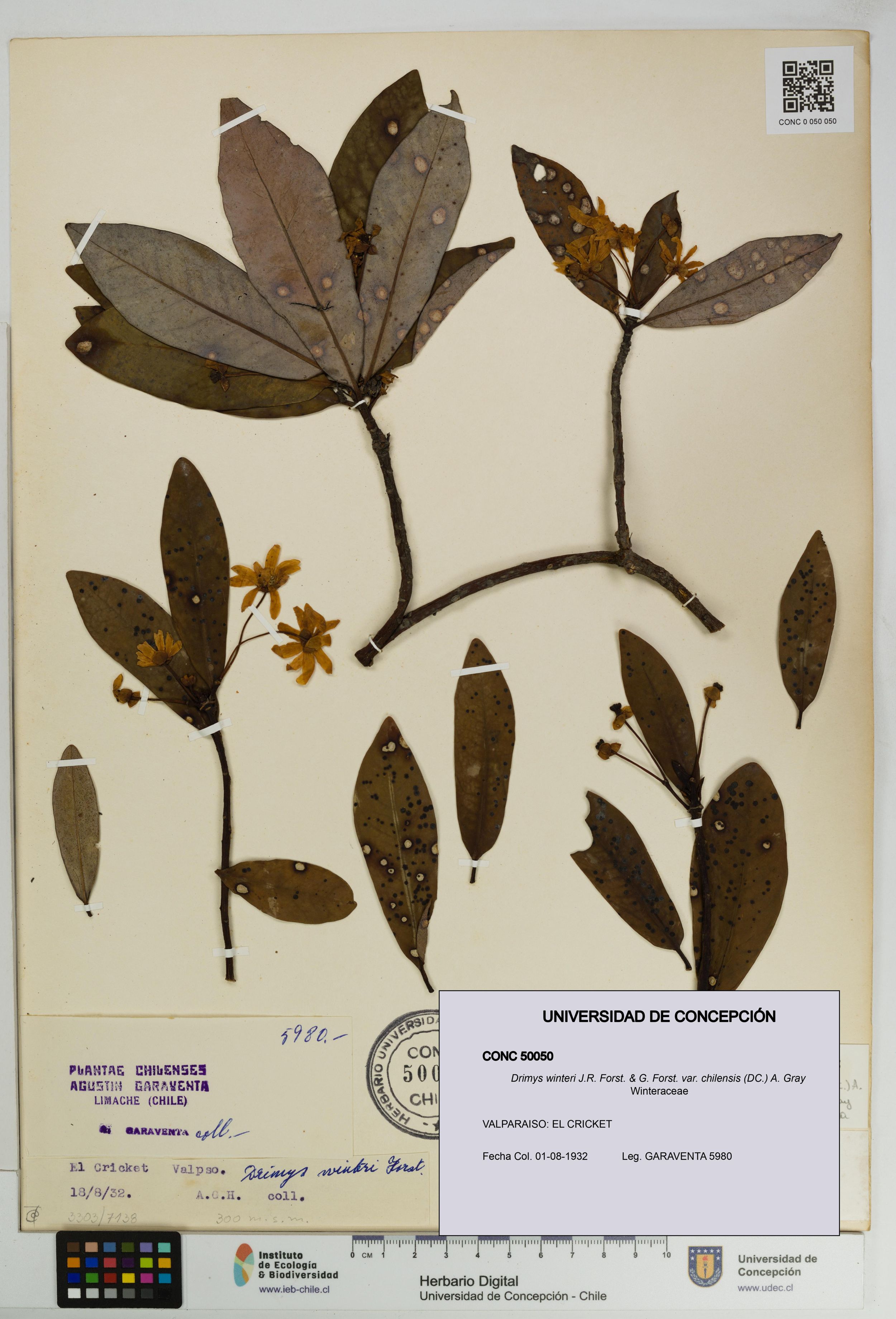 Drimys winteri var. chilensis [Espécimen: ]