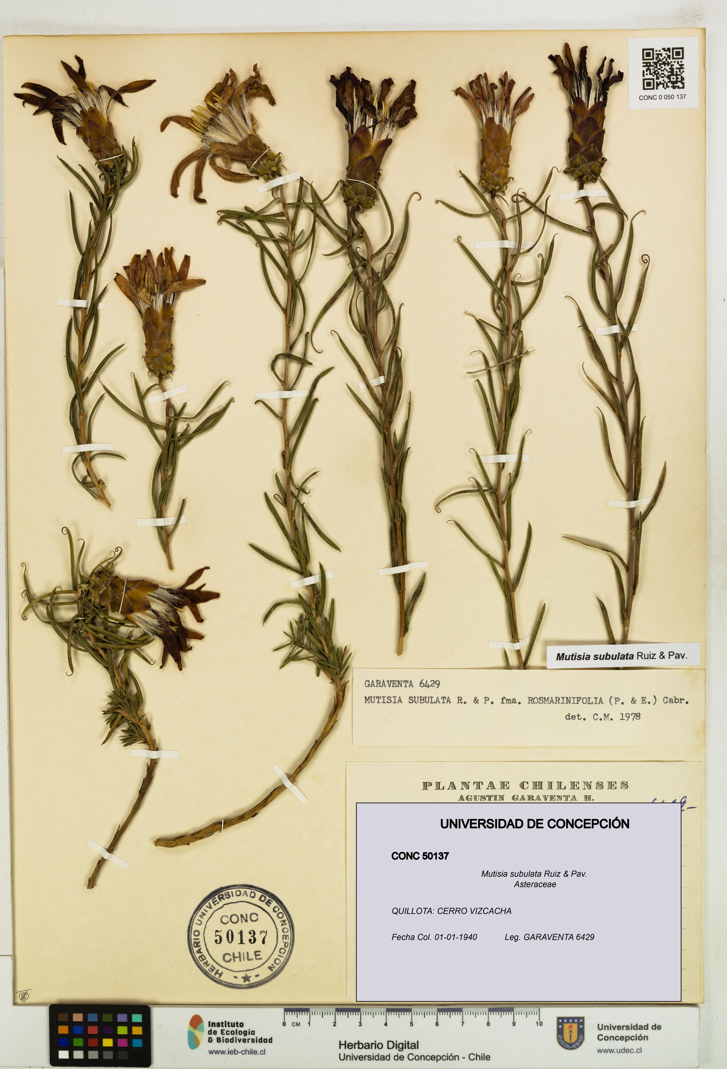Mutisia subulata [Espécimen: ]