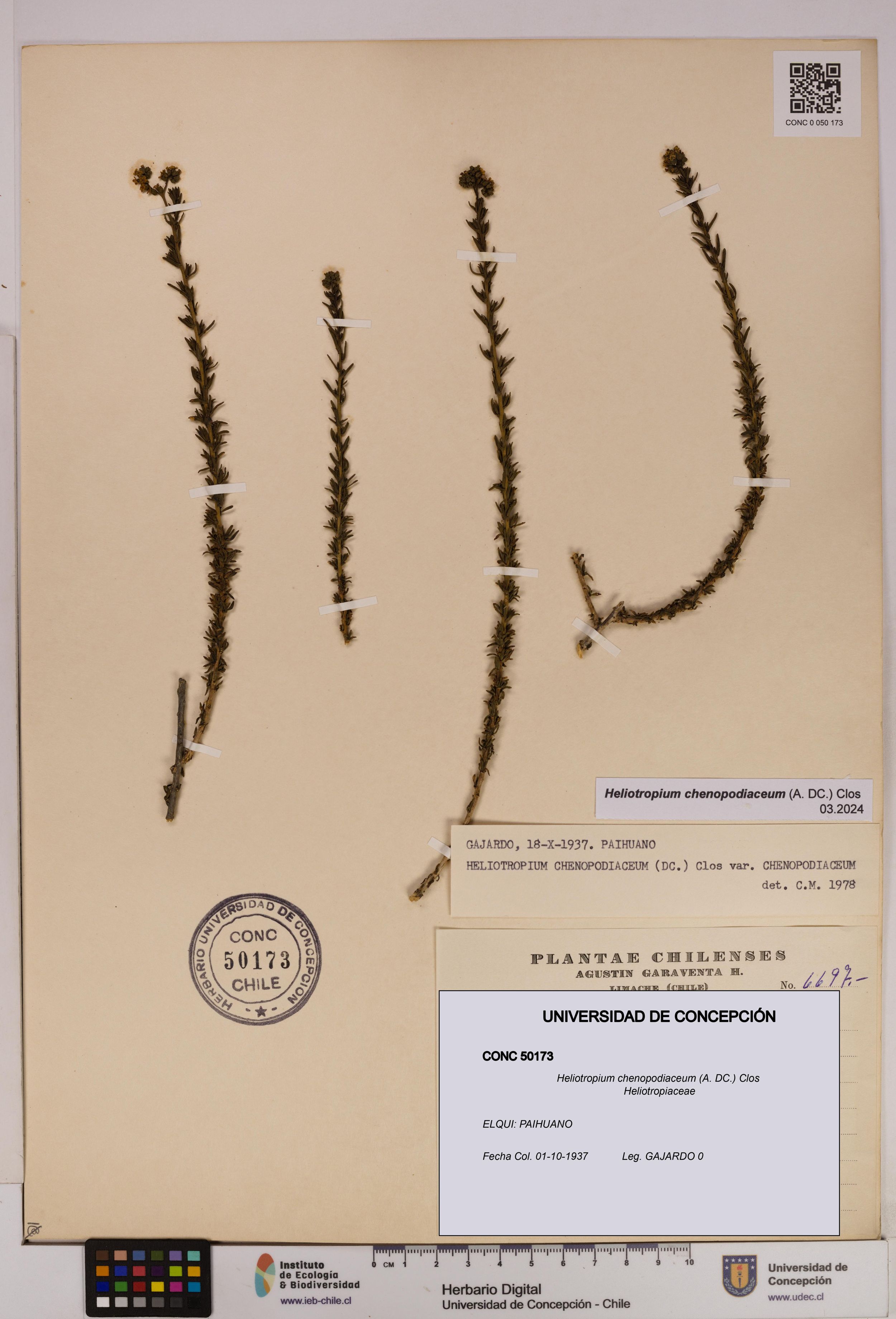 Heliotropium chenopodiaceum [Espécimen: ]