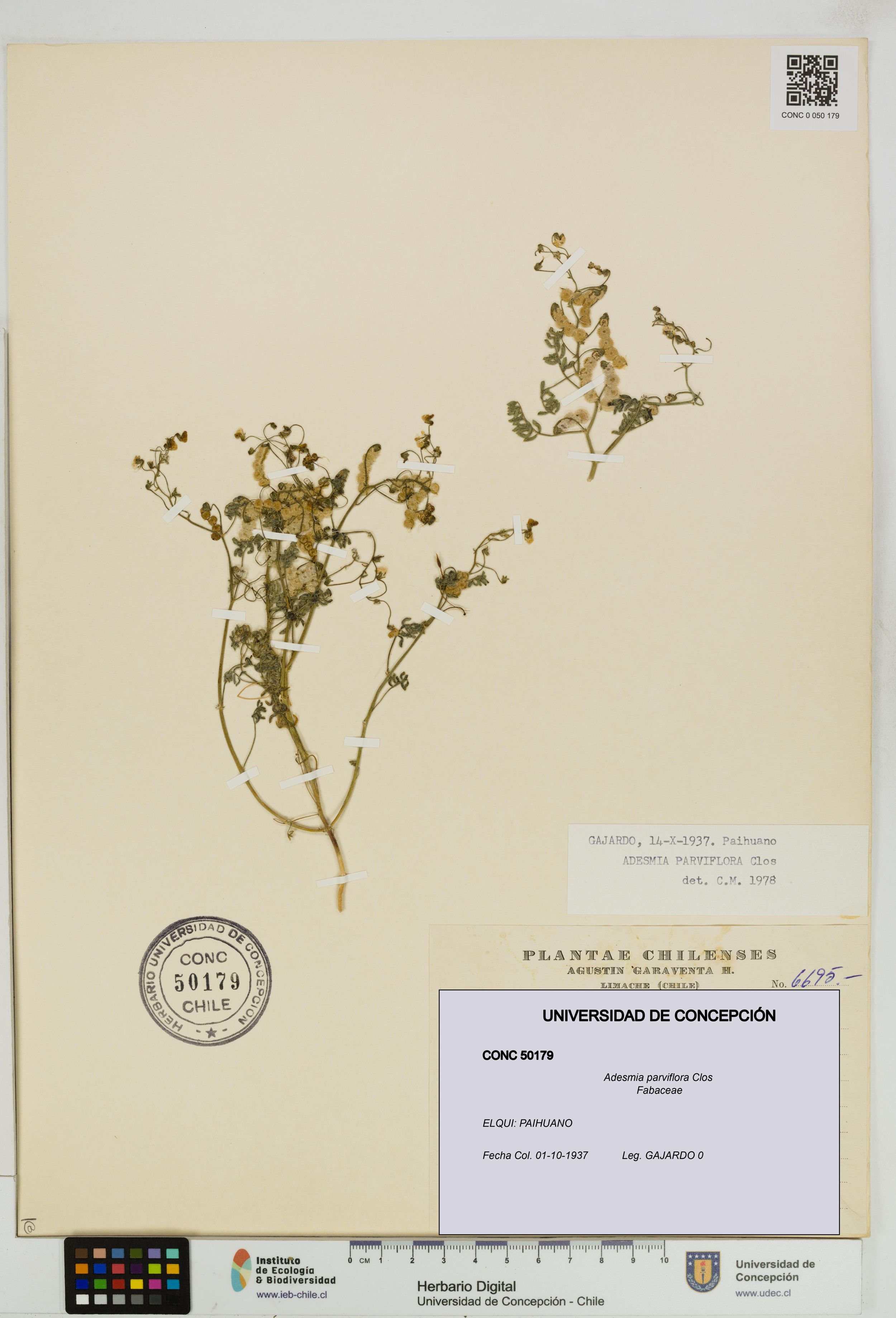 Adesmia parviflora [Espécimen: ]