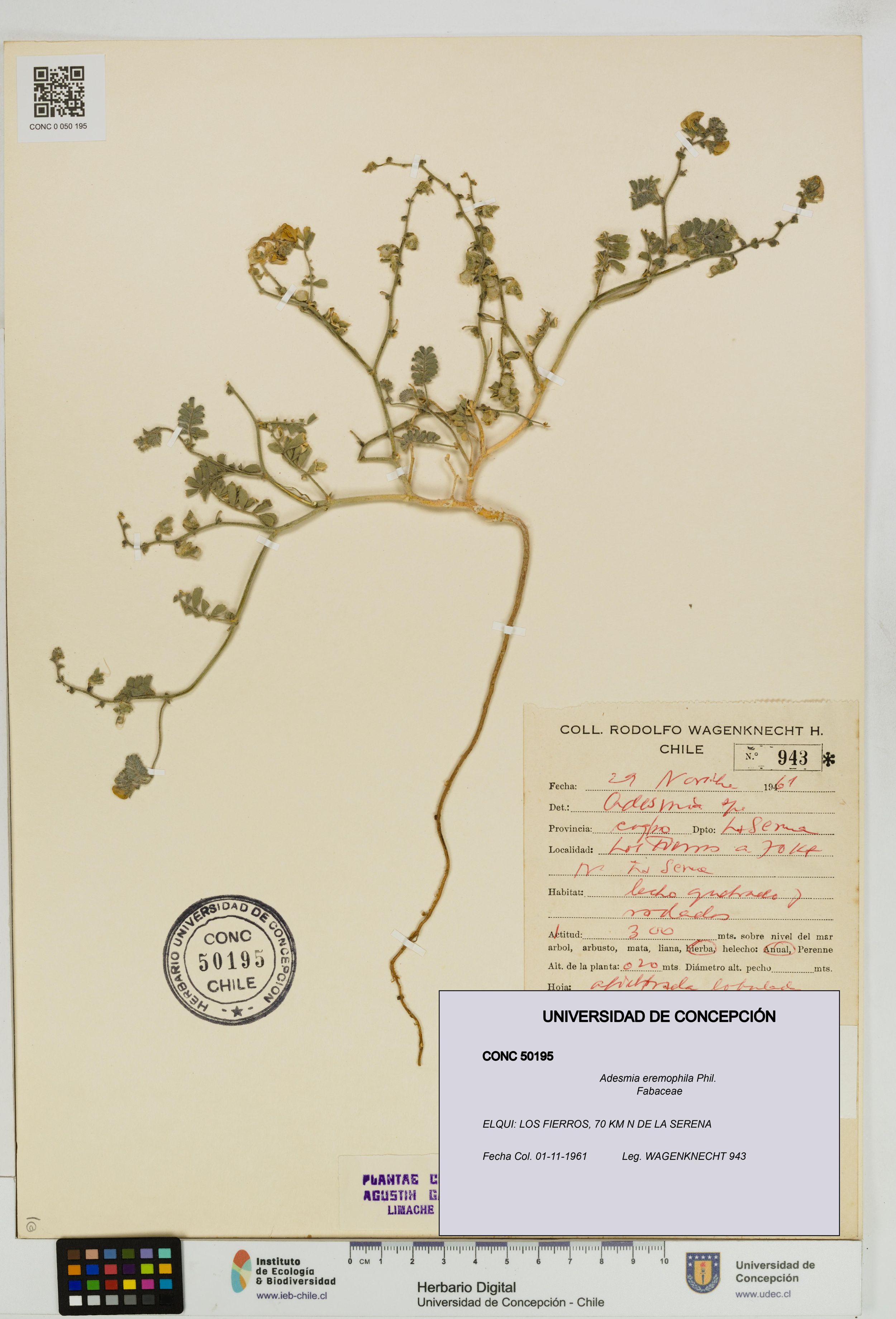 Adesmia eremophila [Espécimen: ]
