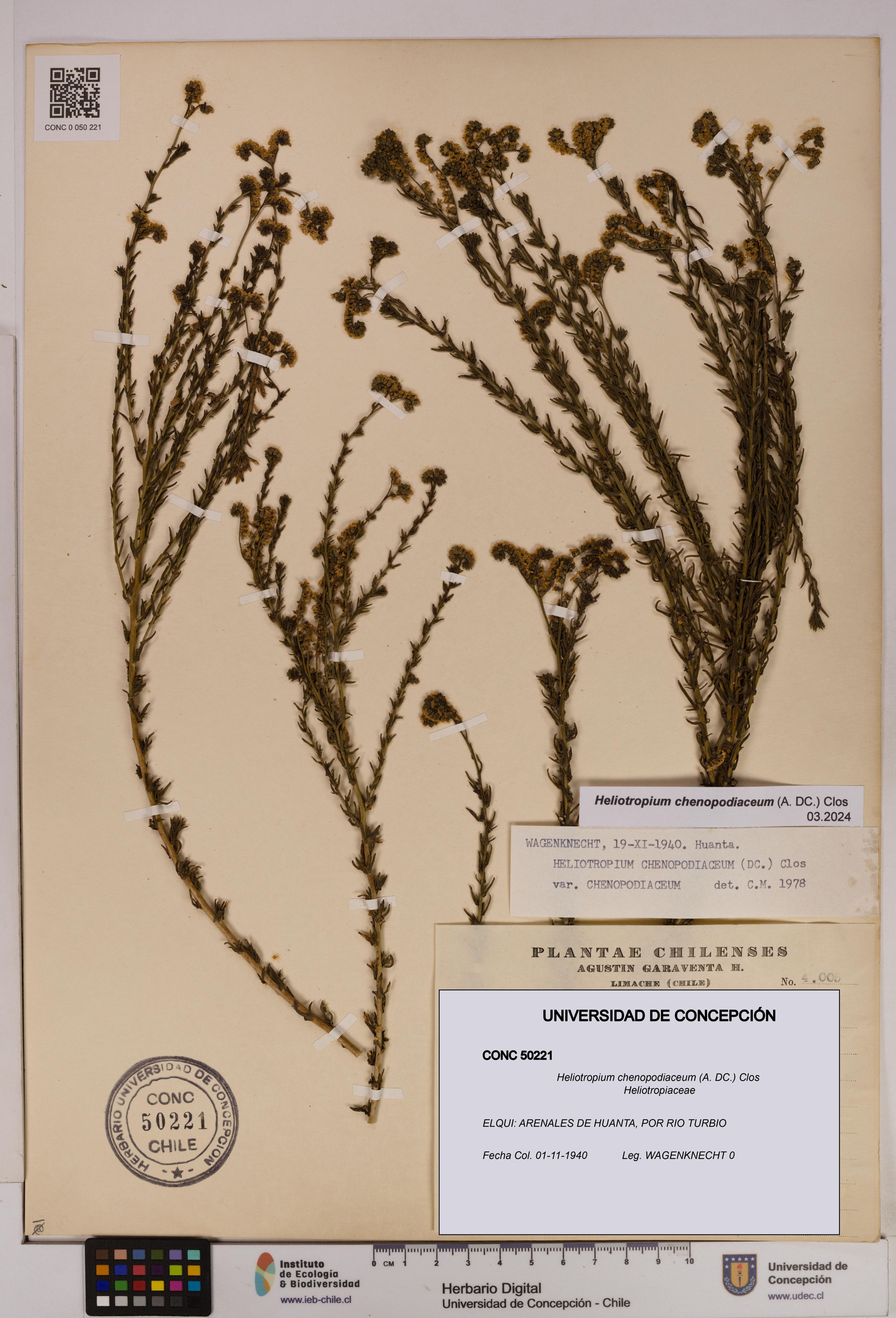 Heliotropium chenopodiaceum [Espécimen: ]
