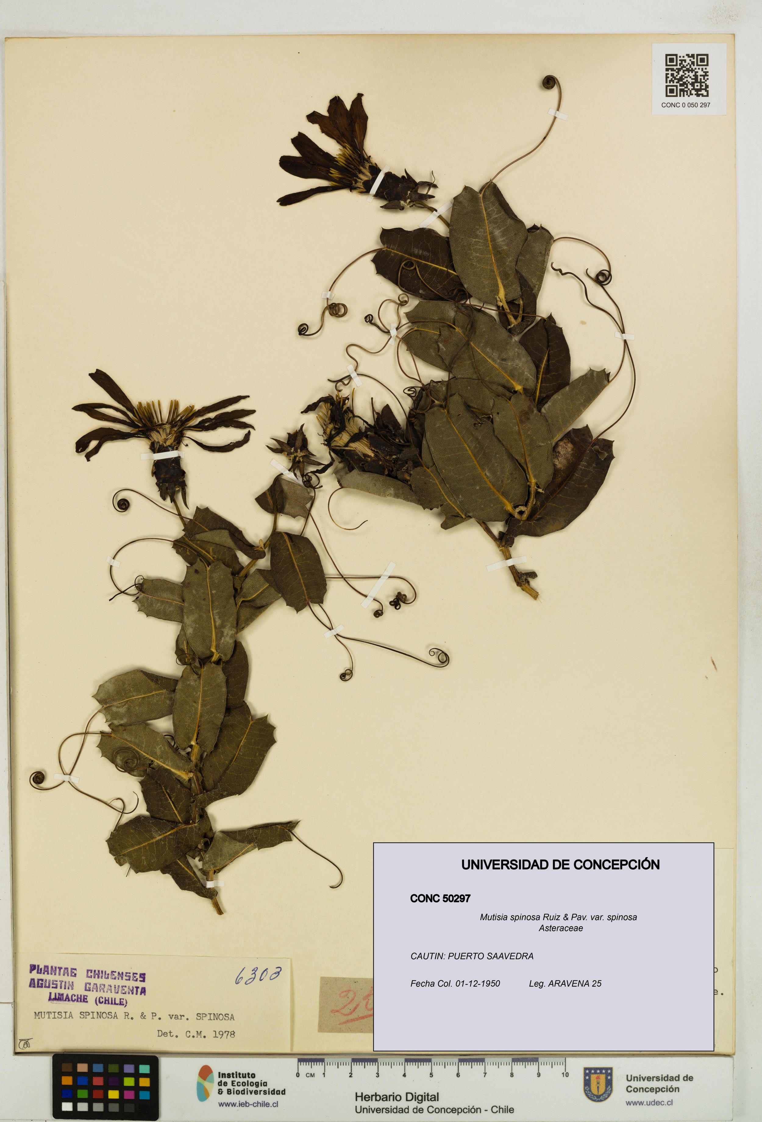 Mutisia spinosa var. spinosa [Espécimen: ]