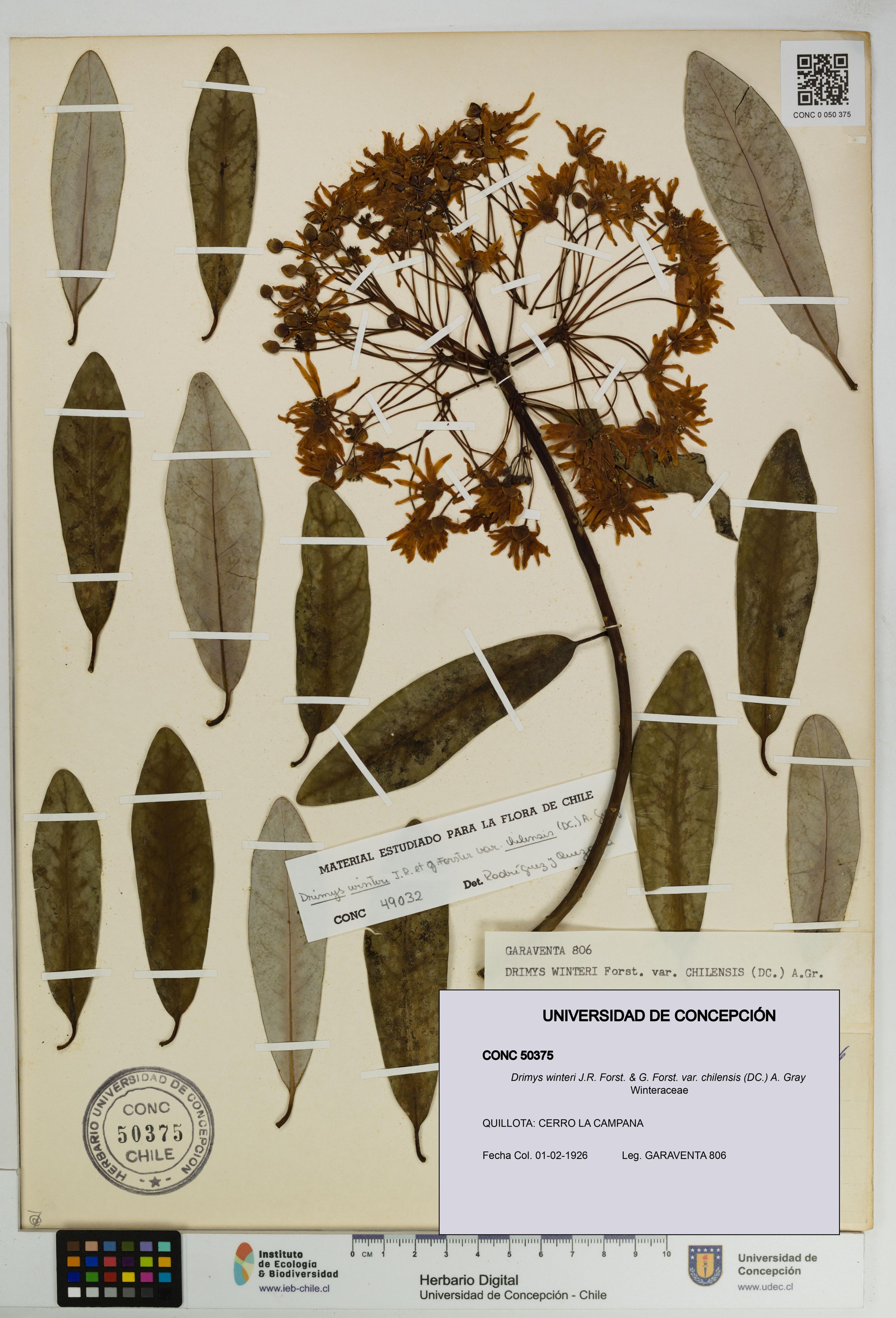 Drimys winteri var. chilensis [Espécimen: ]