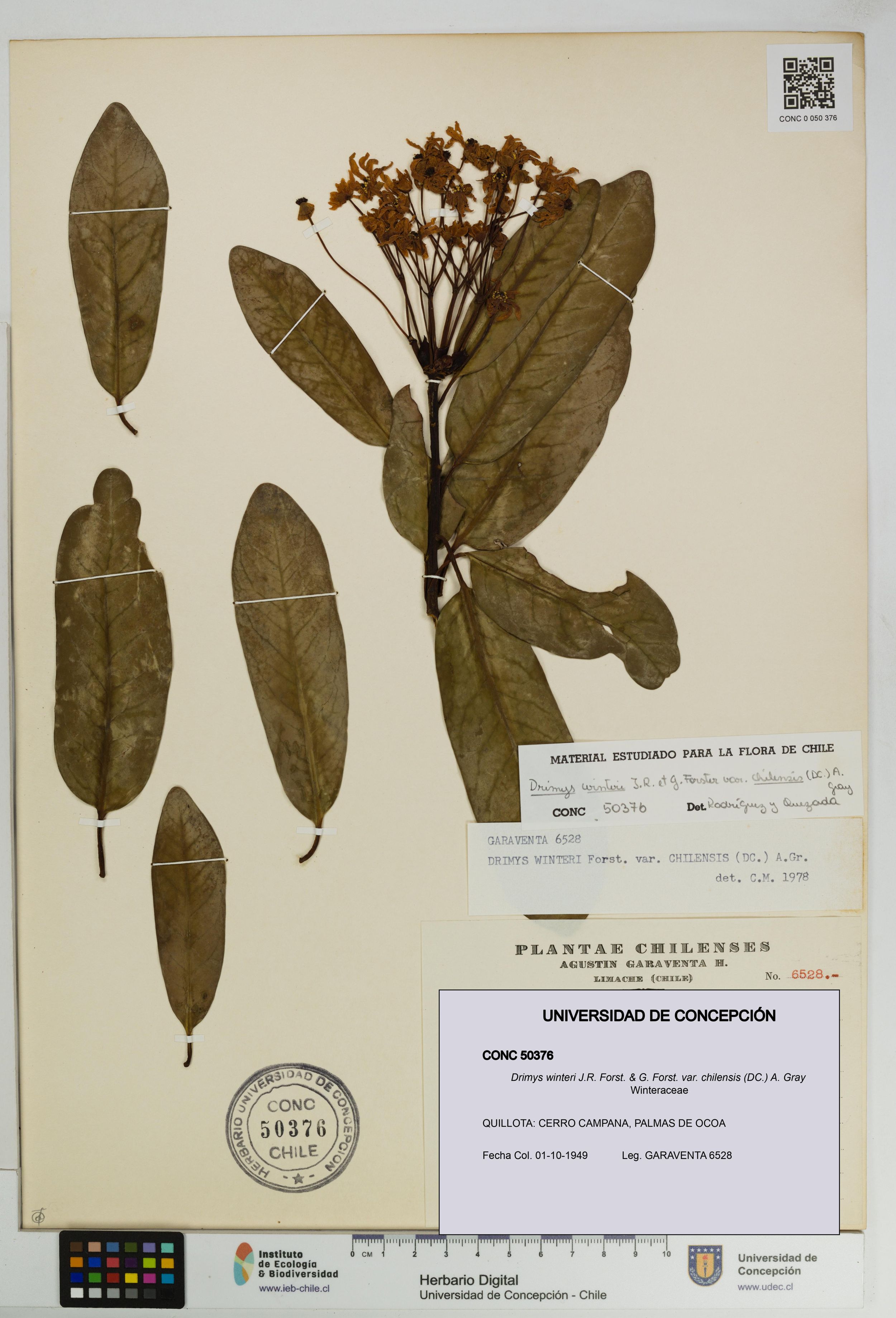 Drimys winteri var. chilensis [Espécimen: ]
