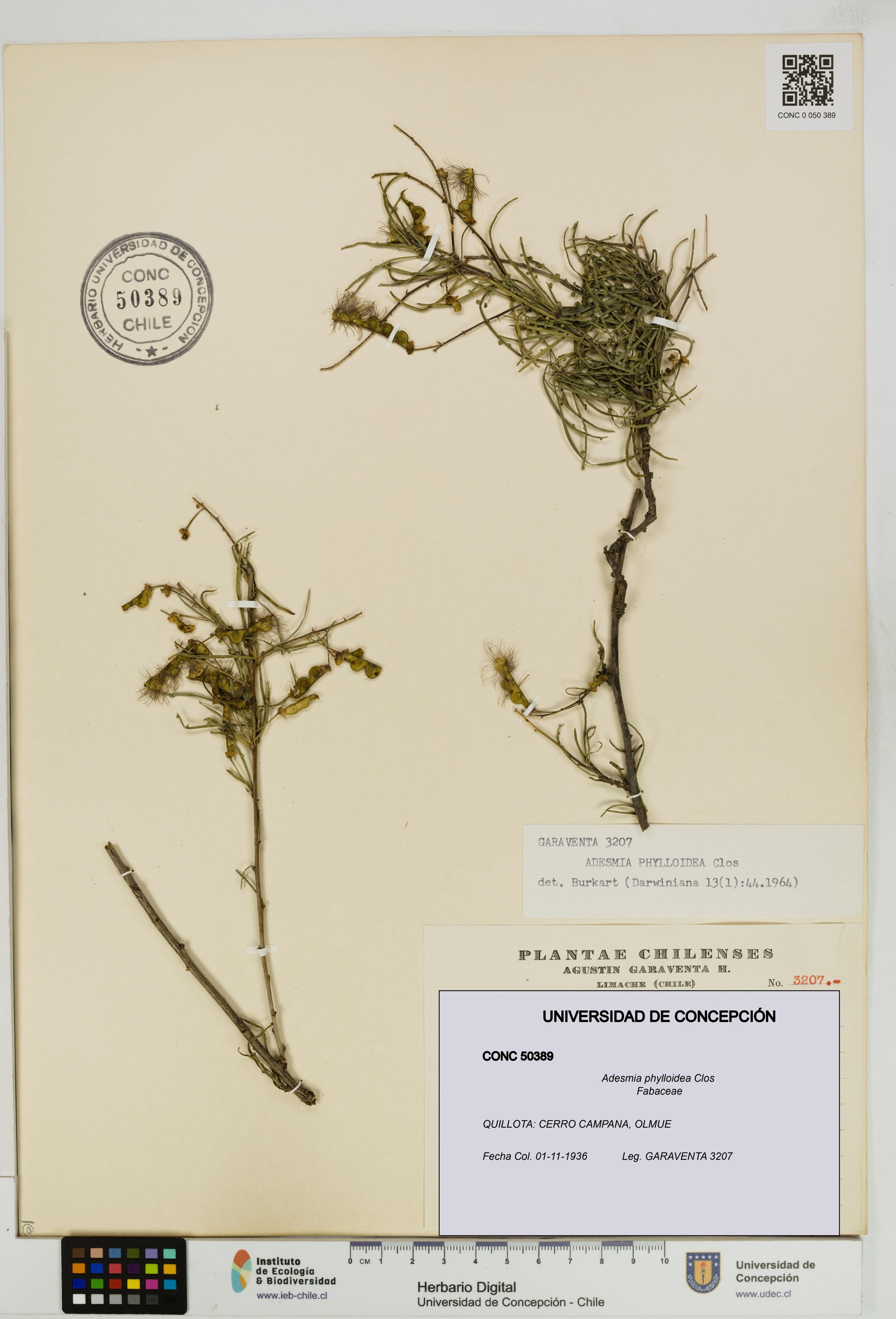 Adesmia phylloidea [Espécimen: ]