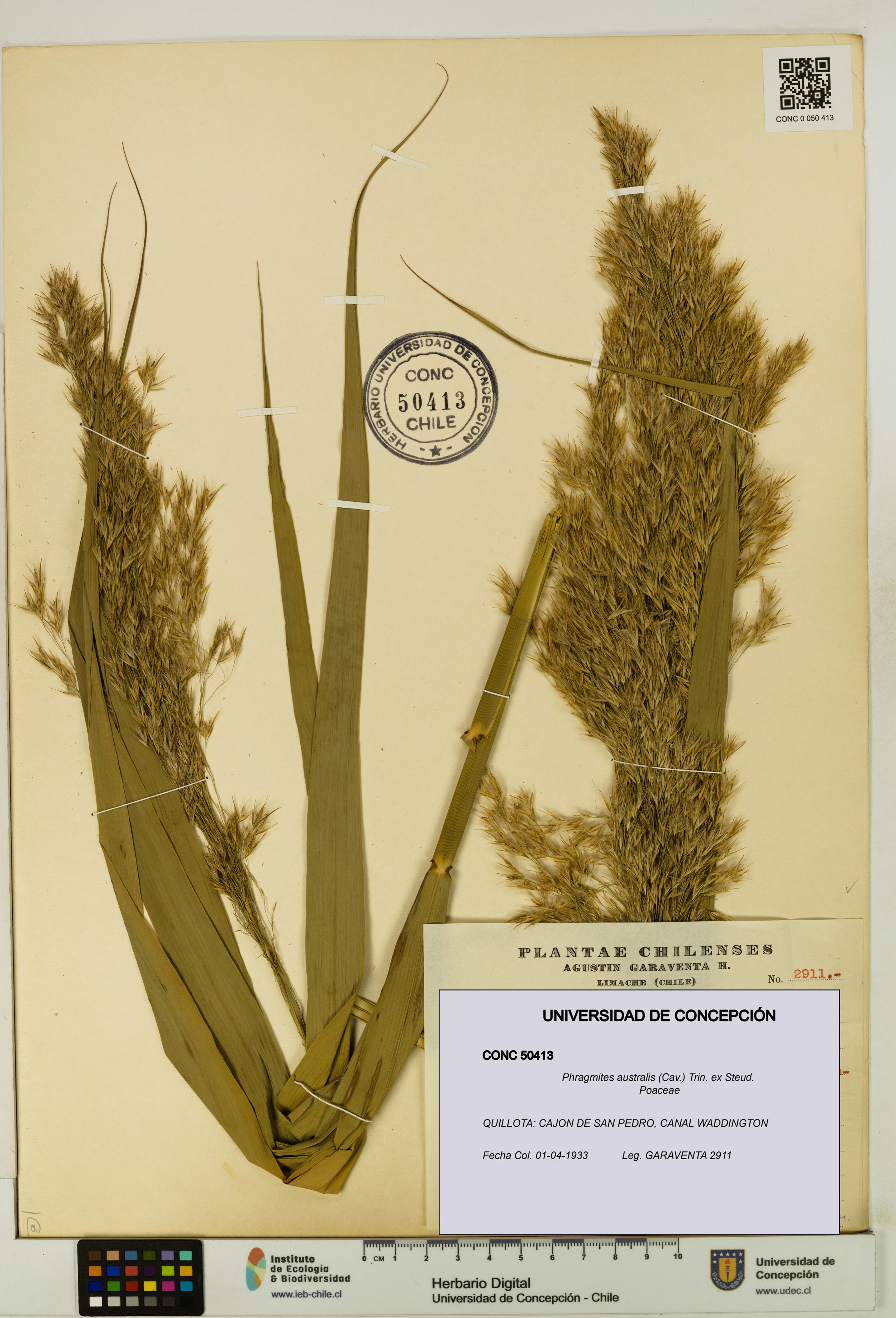 Phragmites australis [Espécimen: ]