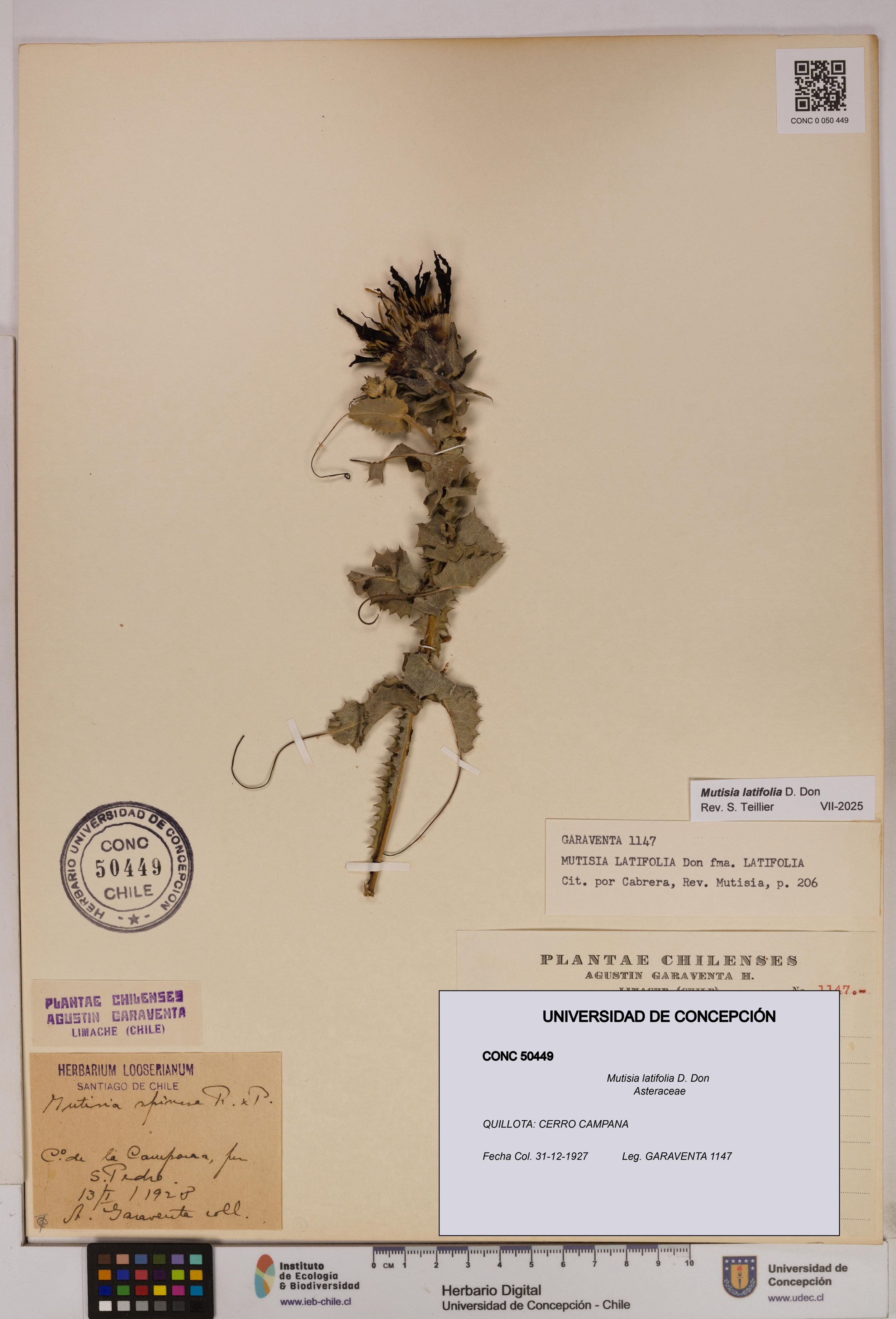 Mutisia latifolia [Espécimen: ]