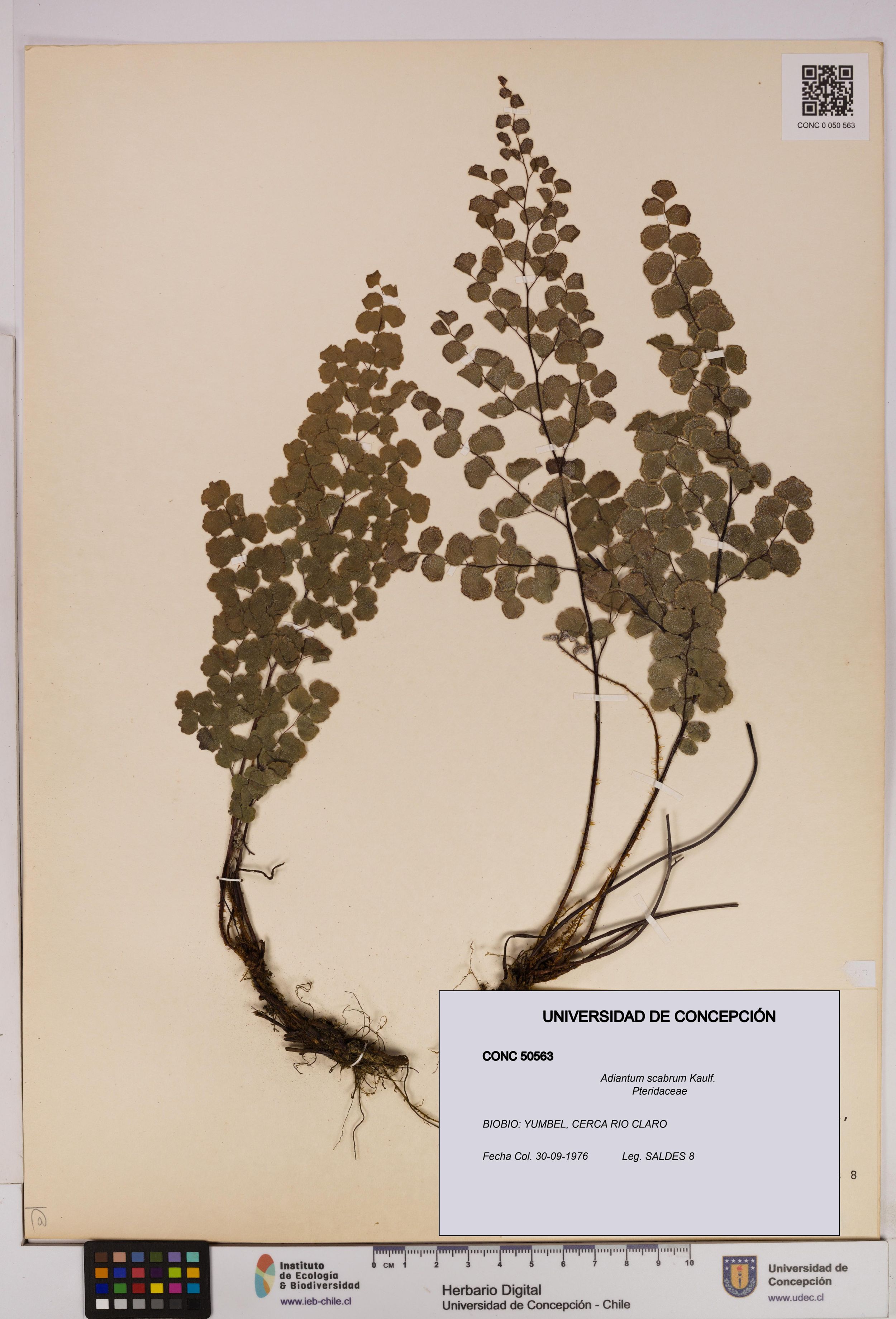 Adiantum scabrum [Espécimen: ]