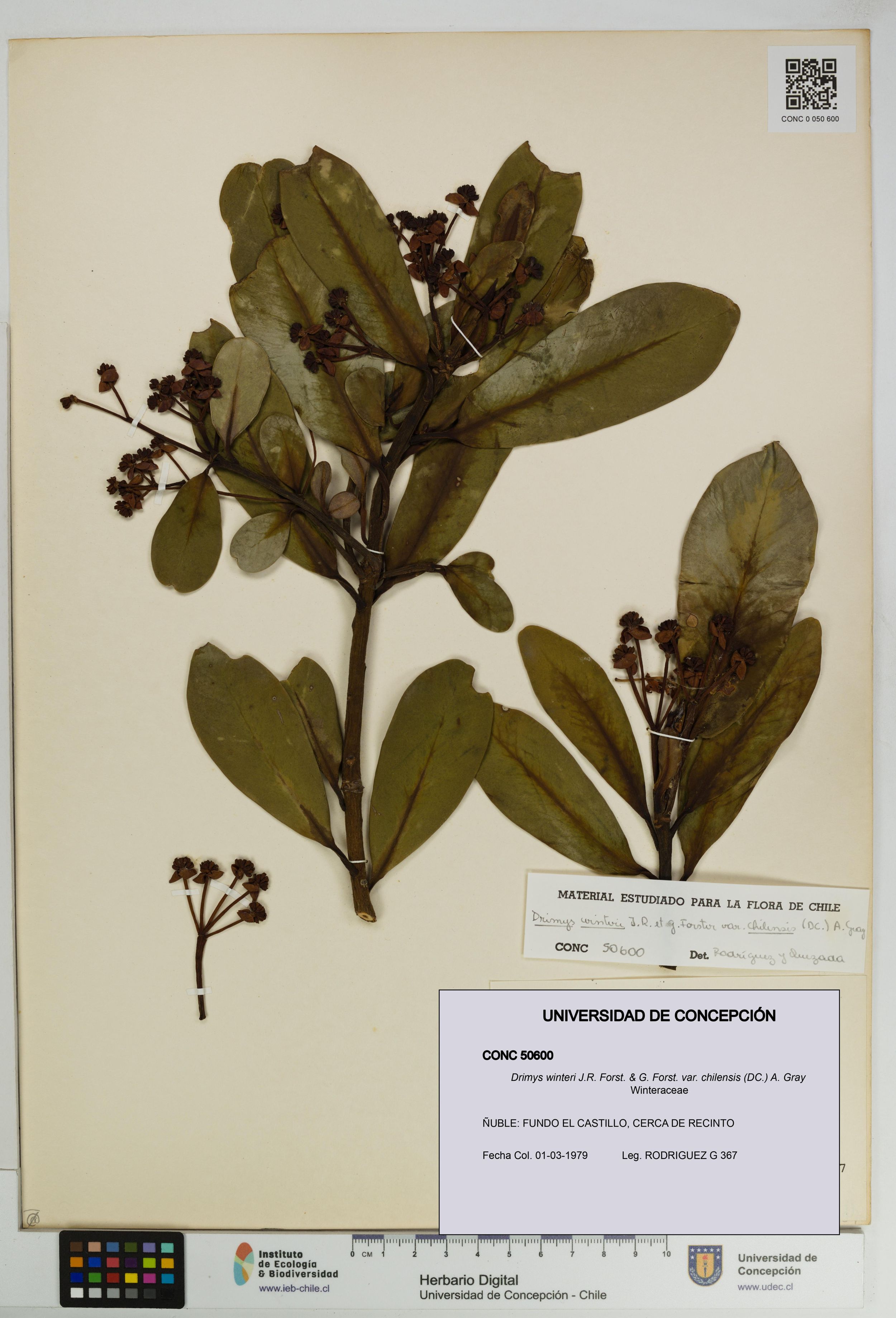 Drimys winteri var. chilensis [Espécimen: ]