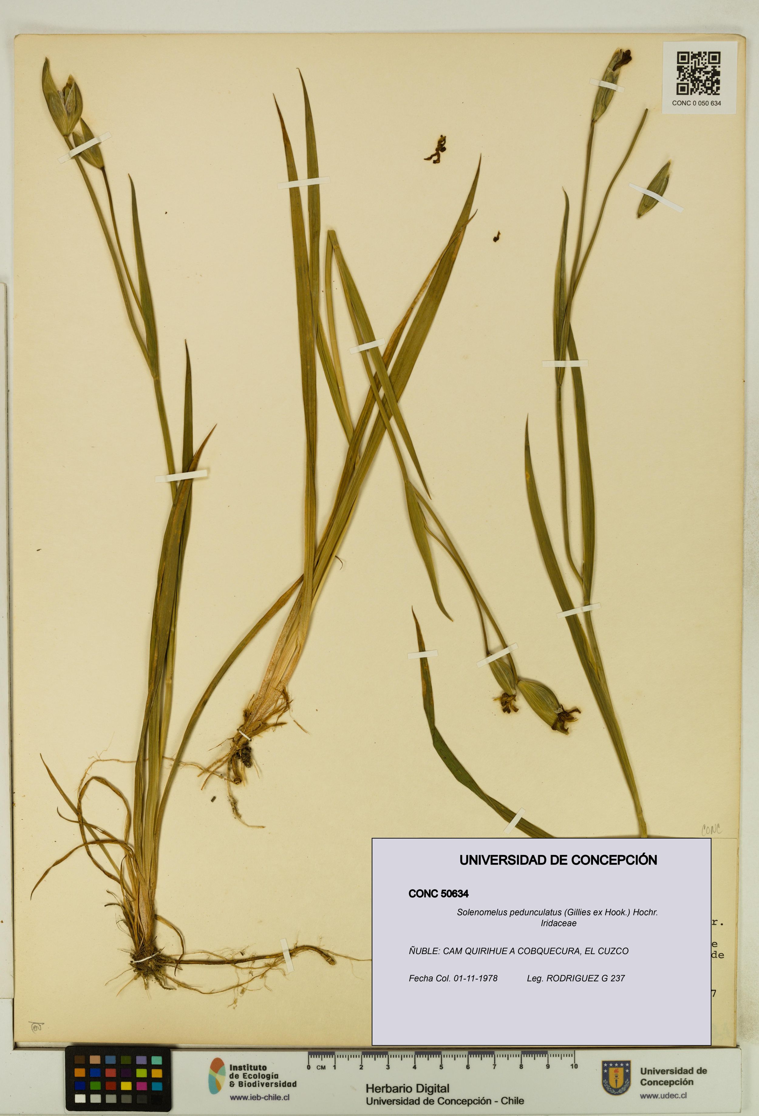 Solenomelus pedunculatus [Espécimen: ]