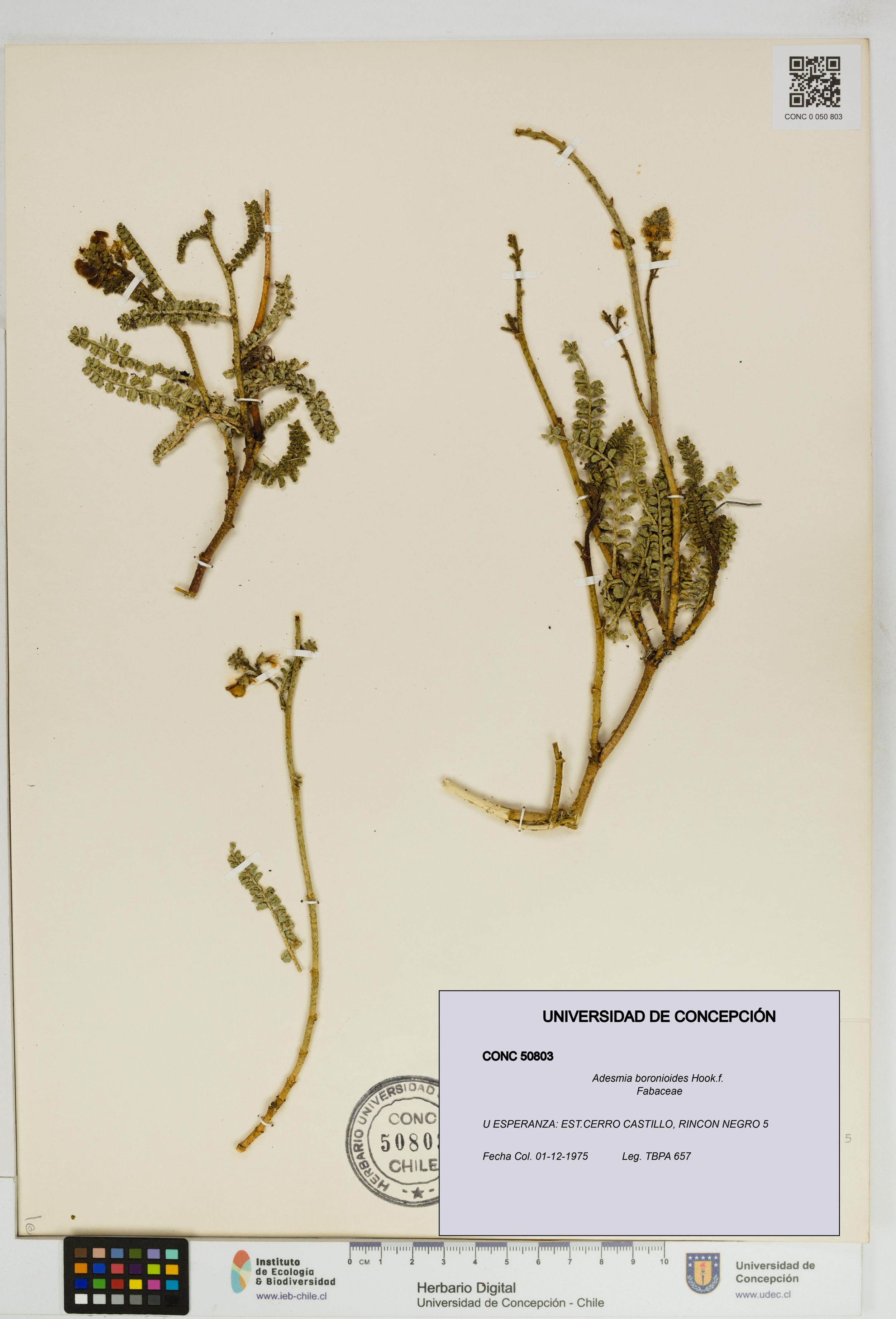 Adesmia boronioides [Espécimen: ]