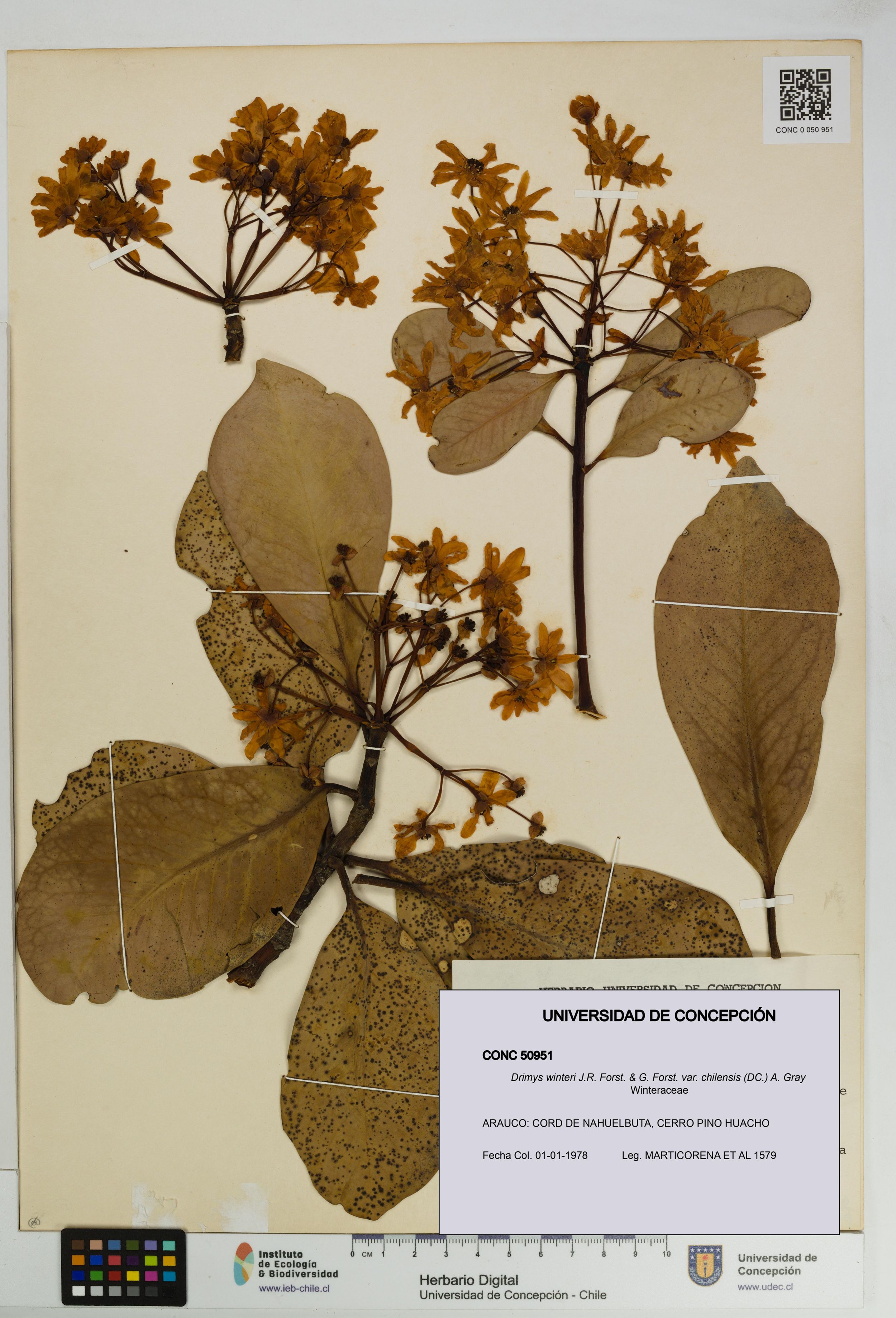 Drimys winteri var. chilensis [Espécimen: ]