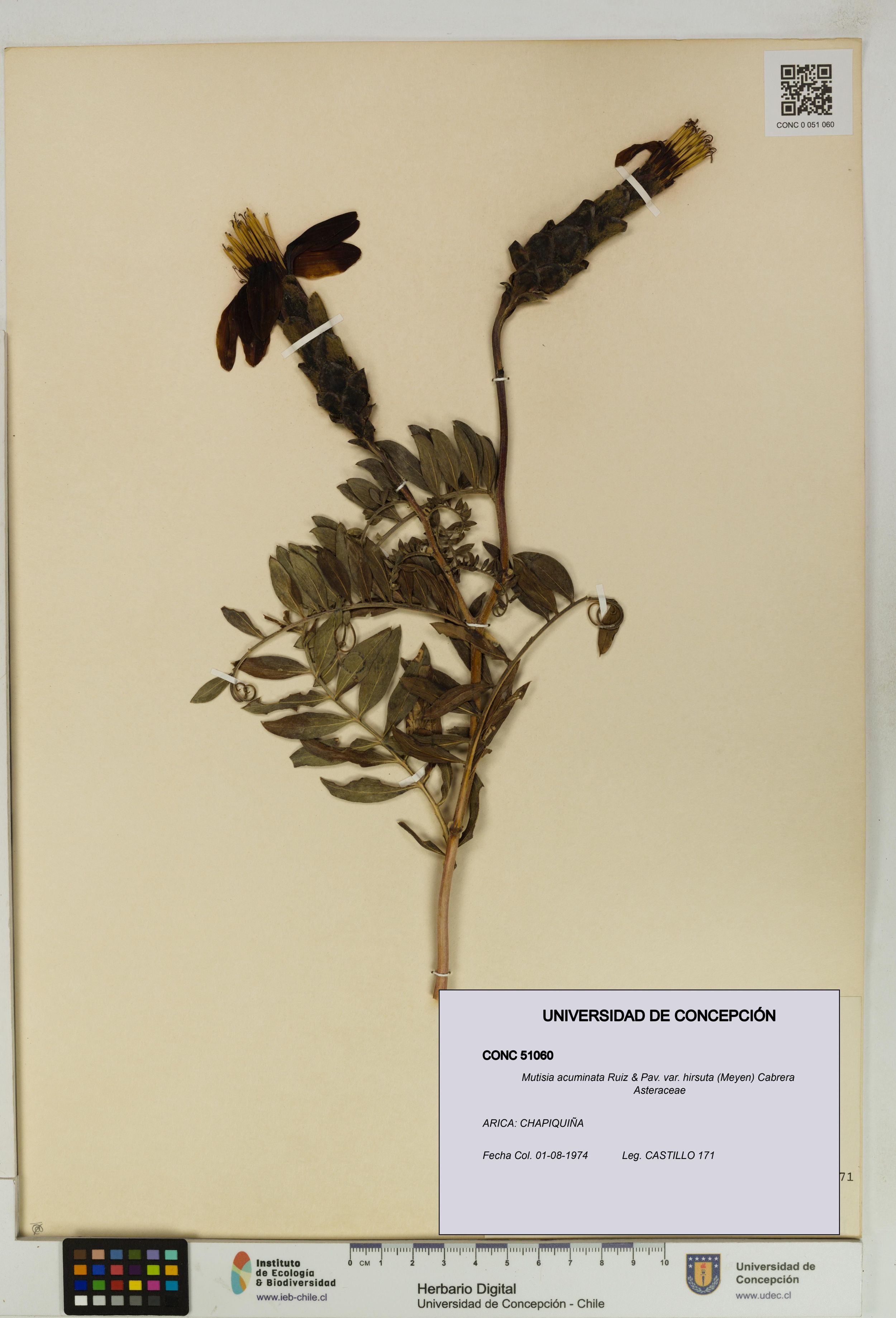 Mutisia acuminata var. hirsuta [Espécimen: ]