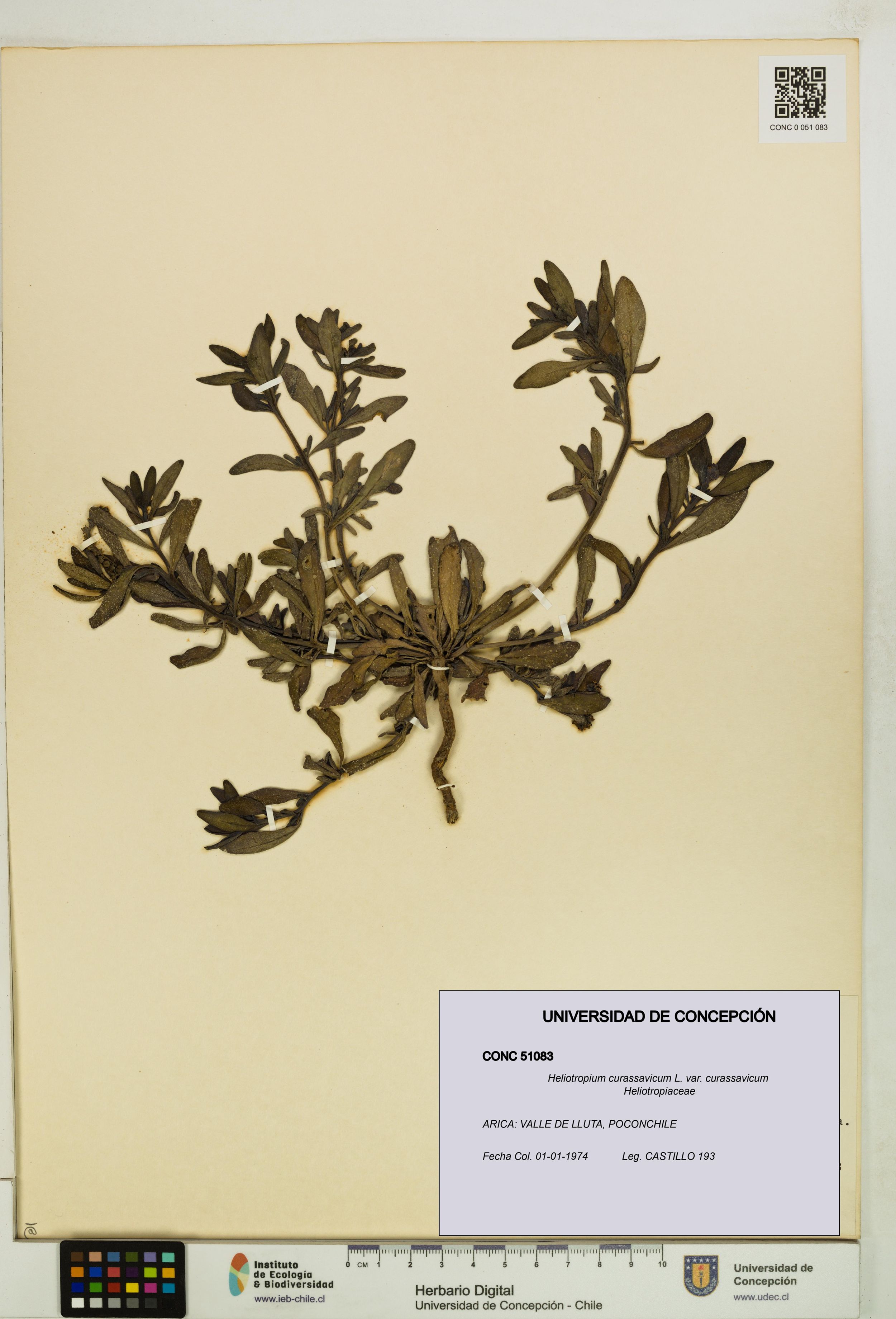 Heliotropium curassavicum var. curassavicum [Espécimen: ]