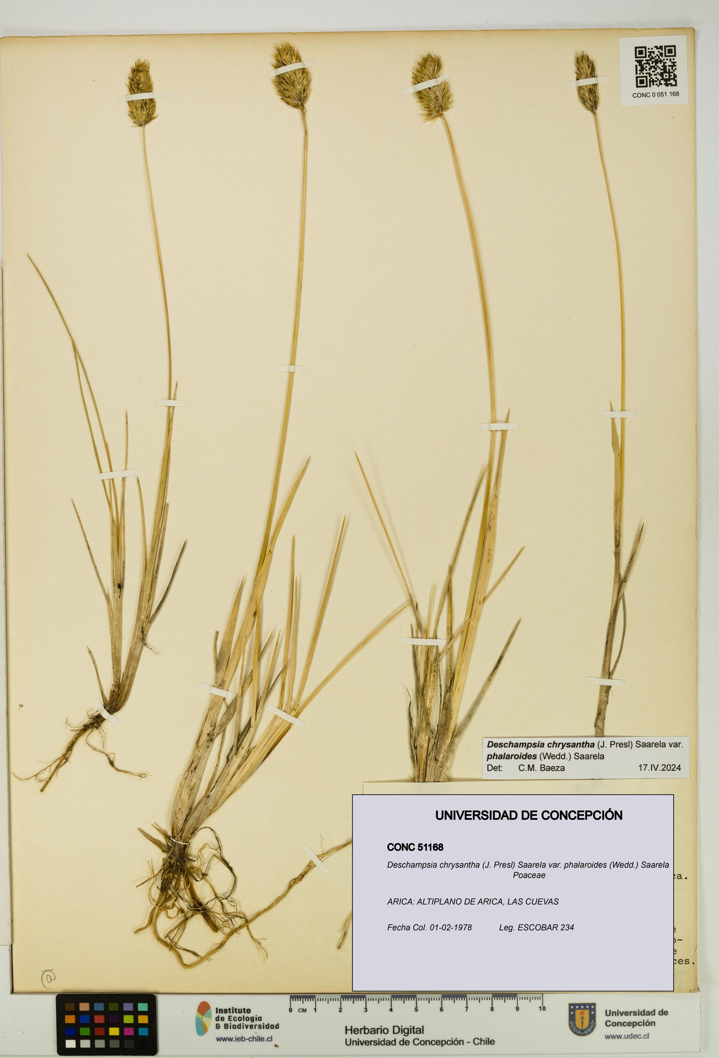 Deschampsia chrysantha var. phalaroides [Espécimen: ]