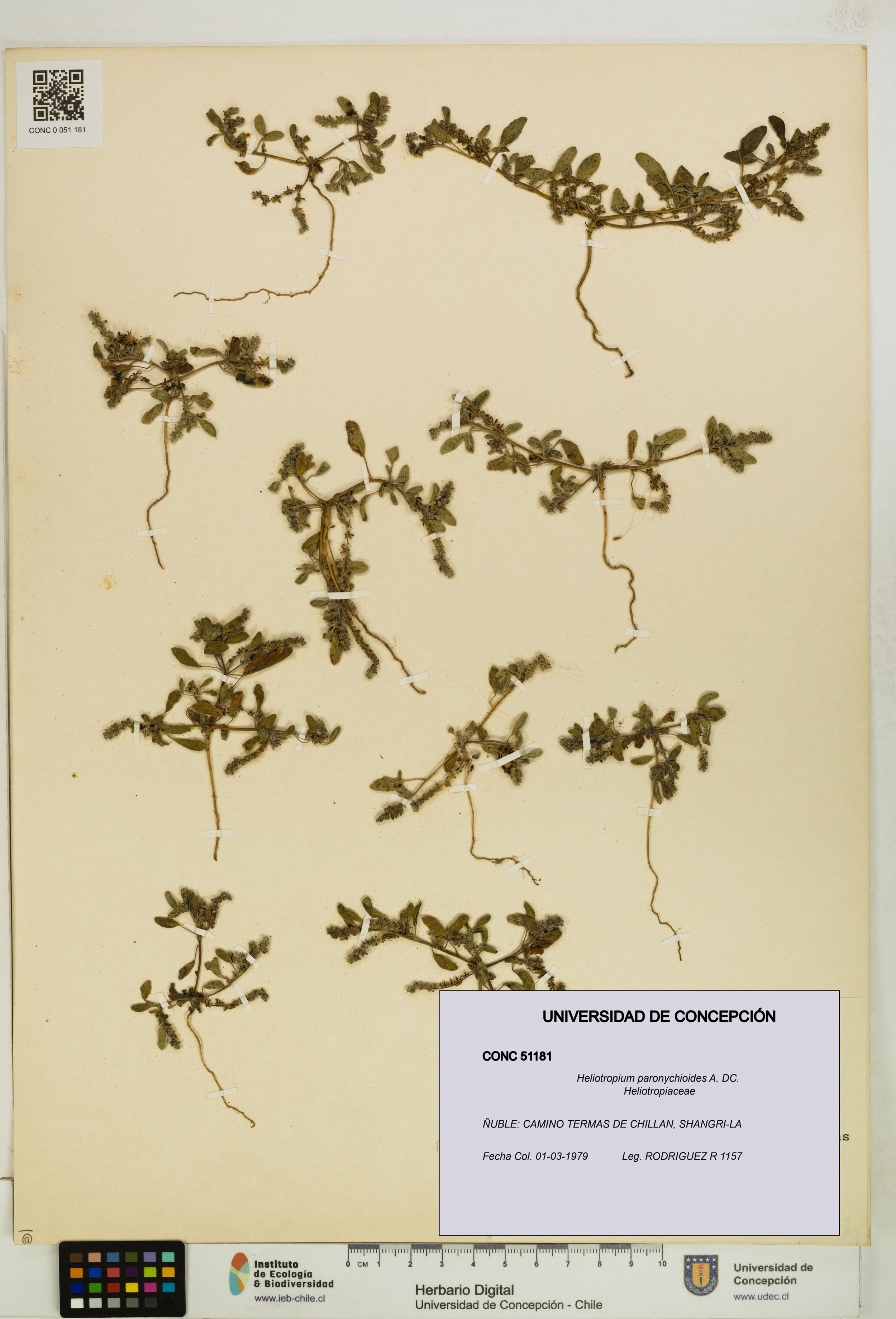 Heliotropium paronychioides [Espécimen: ]