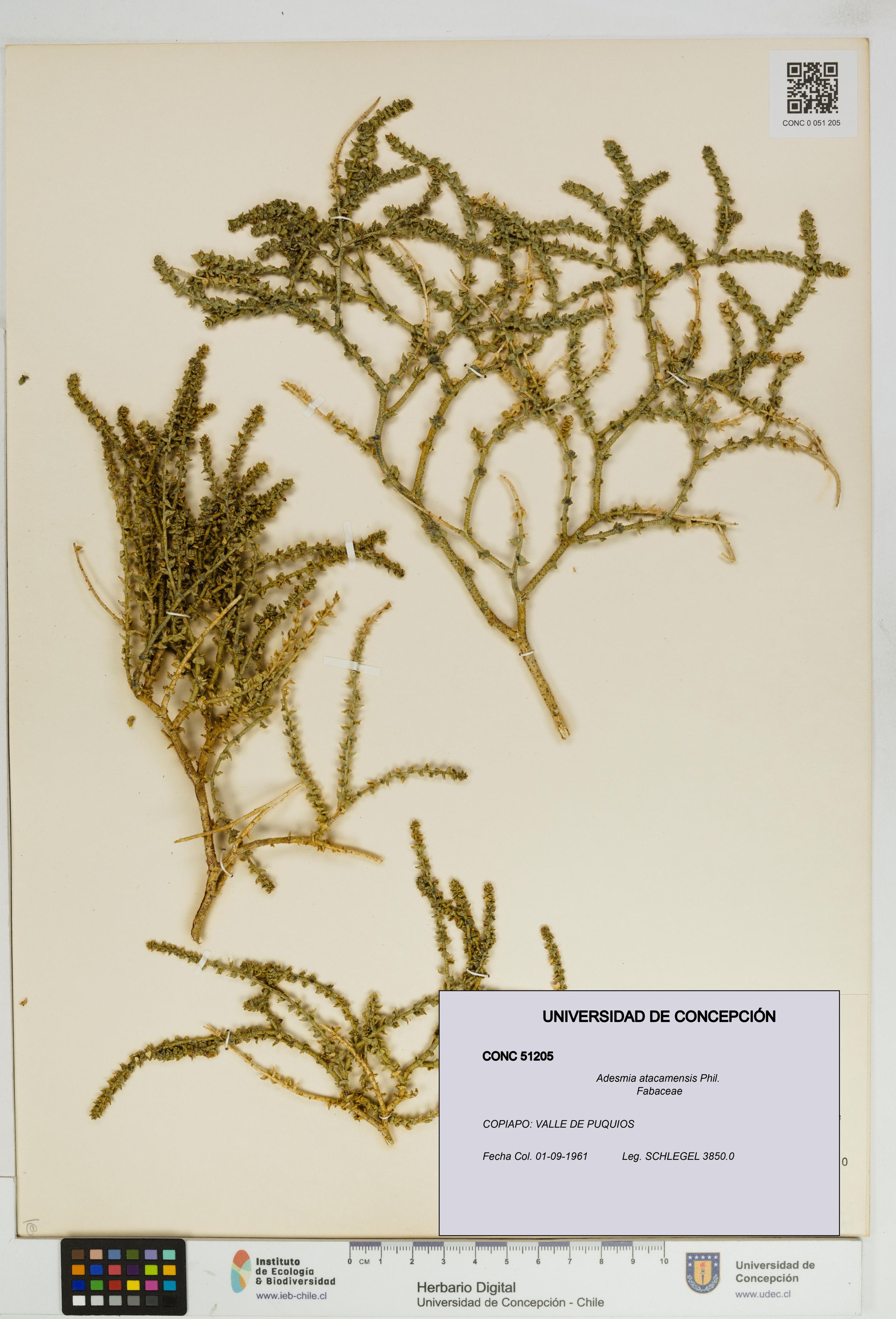 Adesmia atacamensis [Espécimen: ]