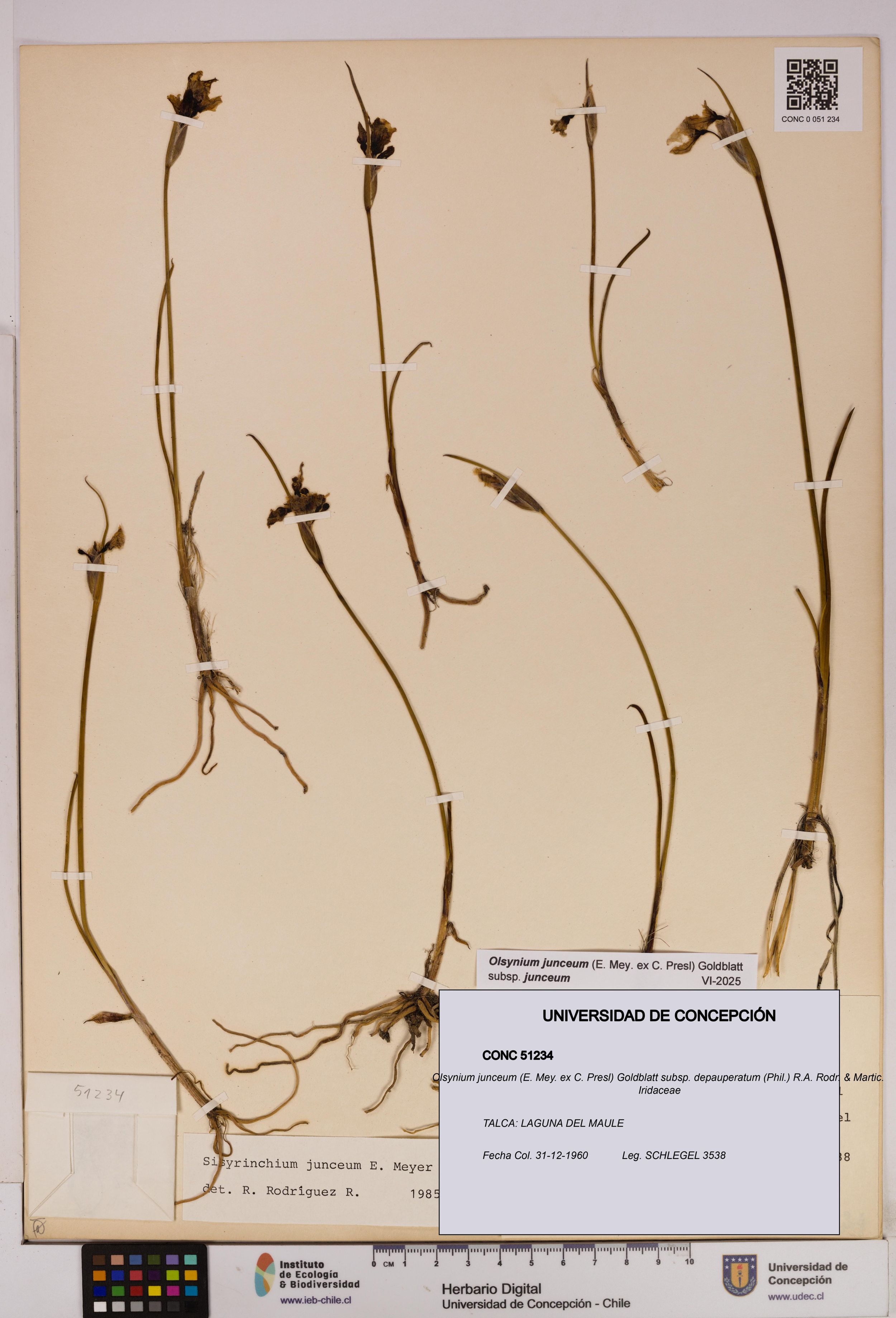 Olsynium junceum subsp. depauperatum [Espécimen: ]