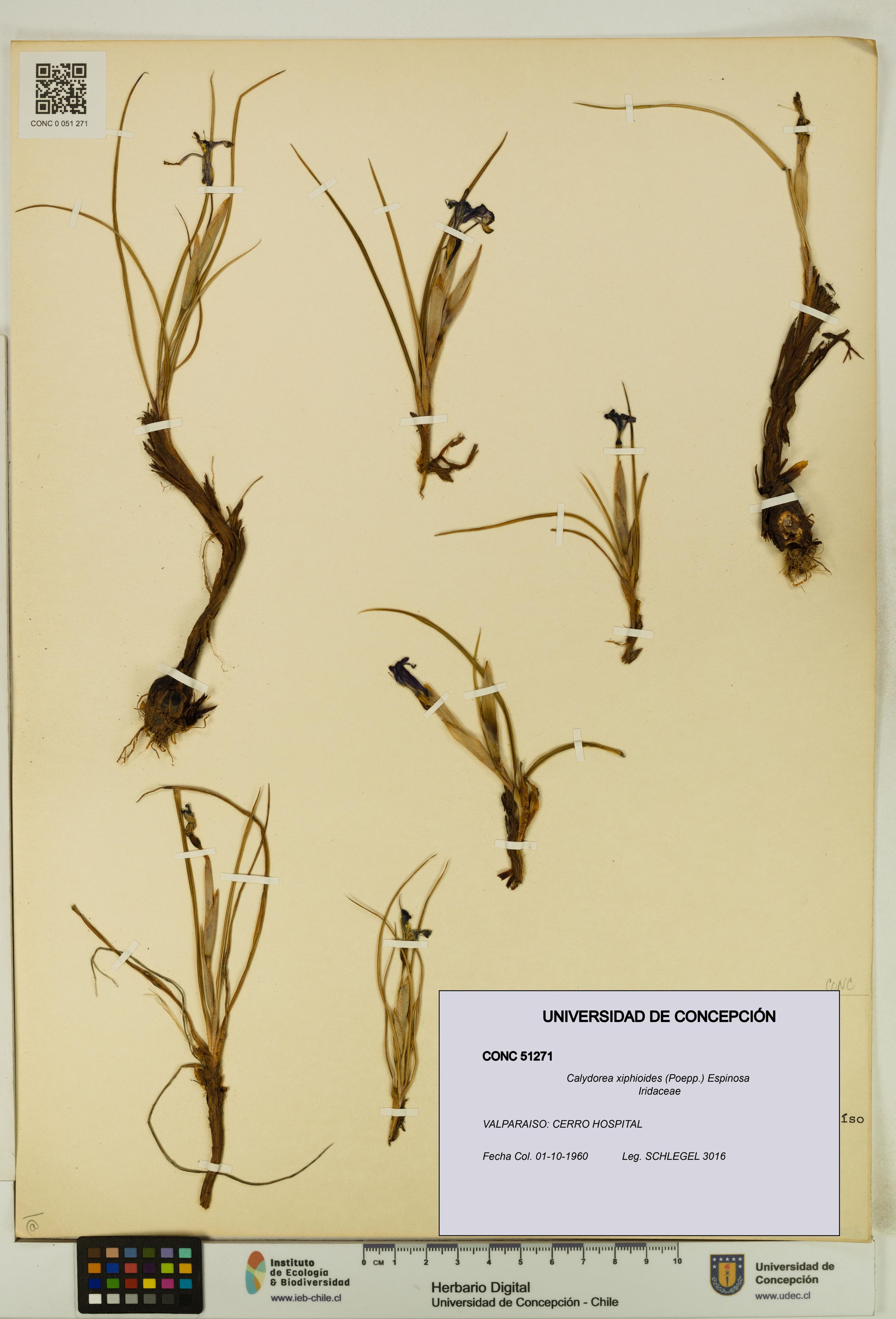 Calydorea xiphioides [Espécimen: ]