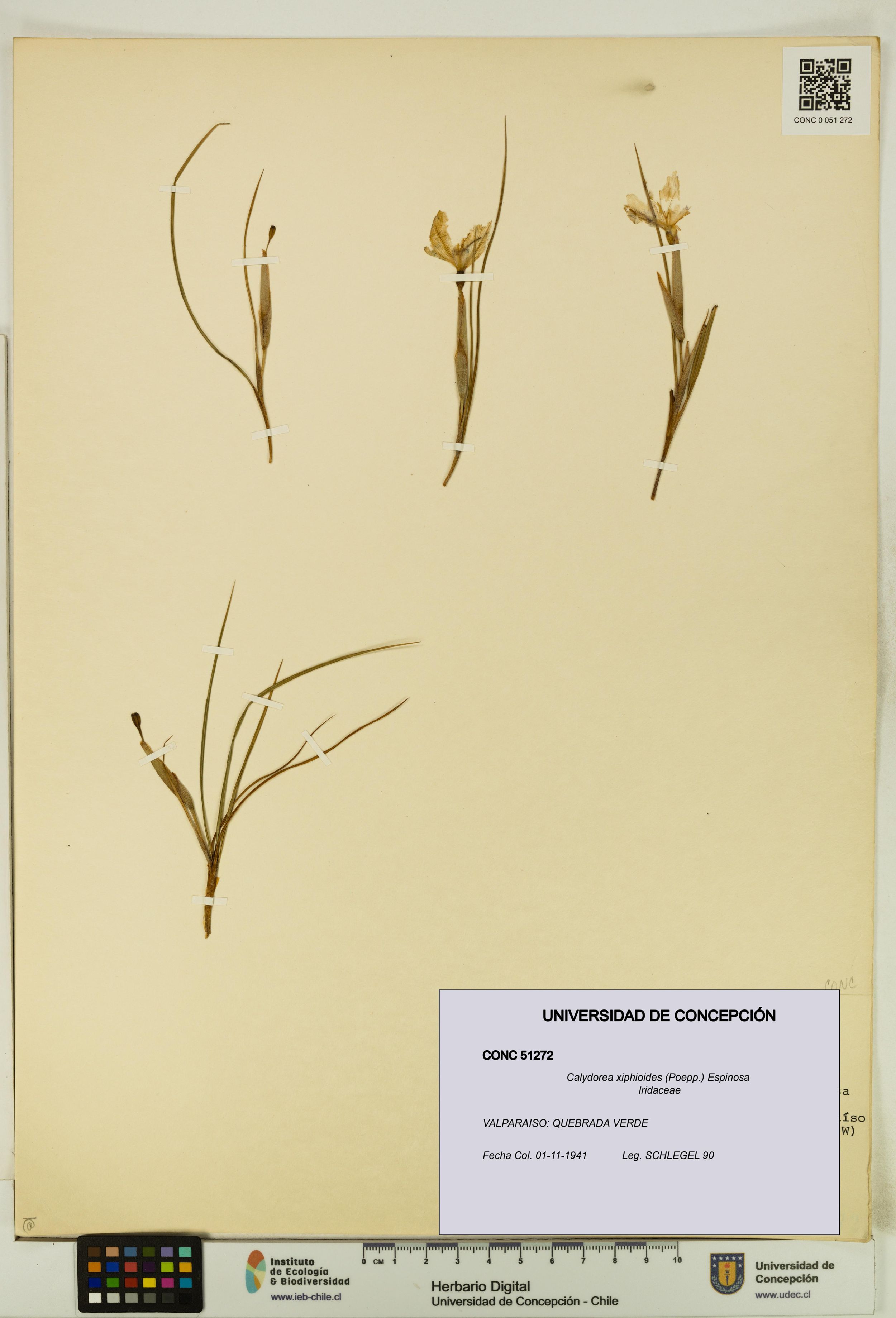 Calydorea xiphioides [Espécimen: ]