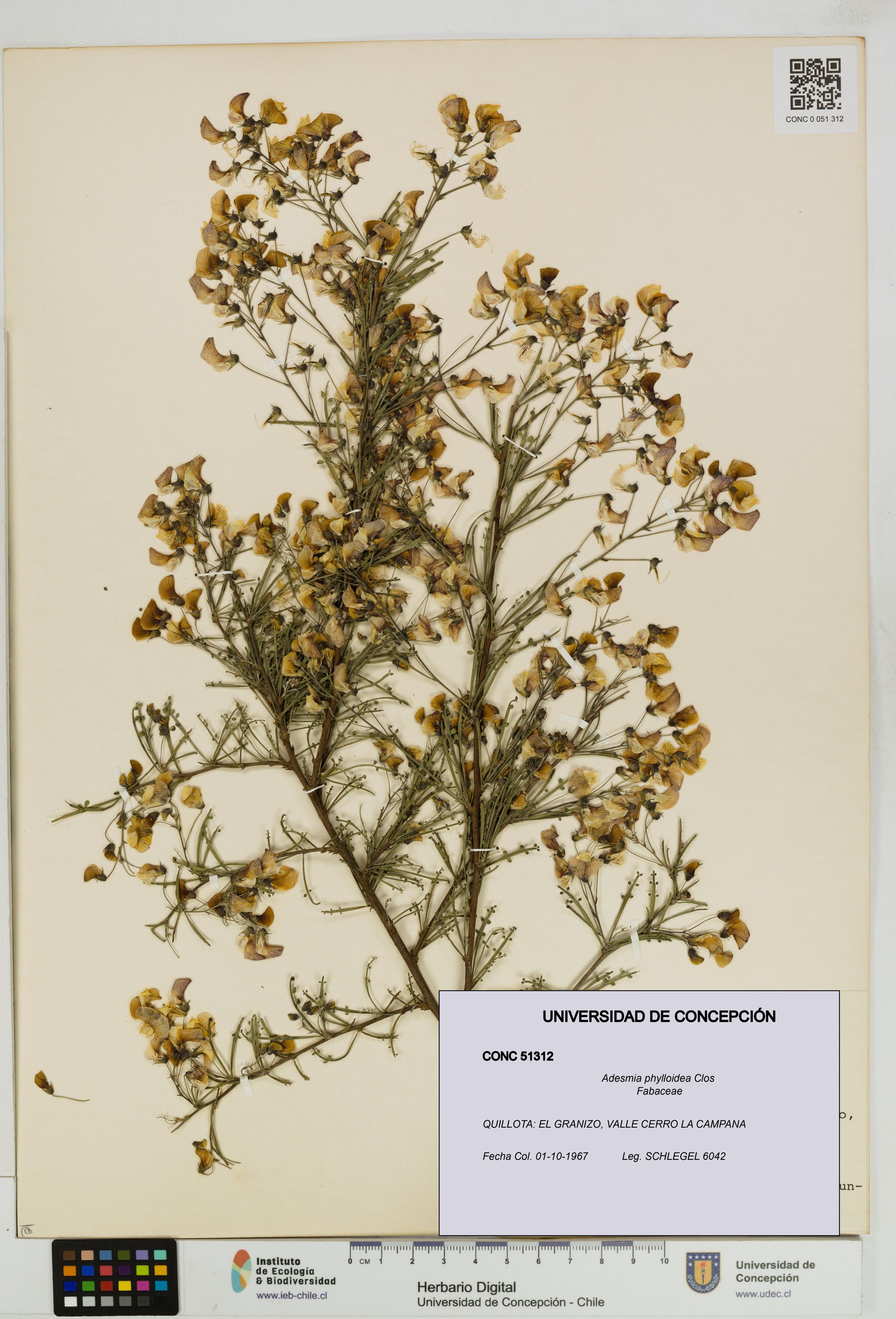 Adesmia phylloidea [Espécimen: ]