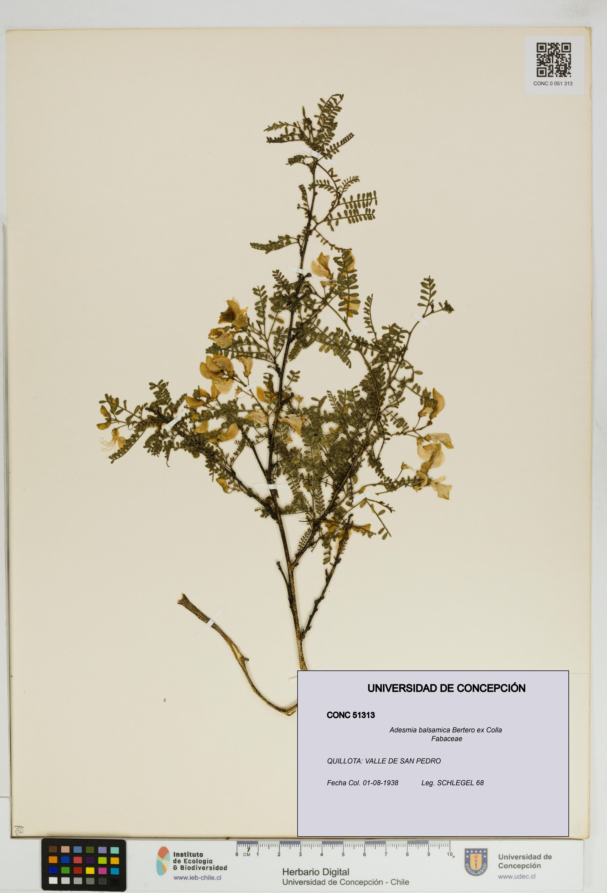 Adesmia balsamica [Espécimen: ]