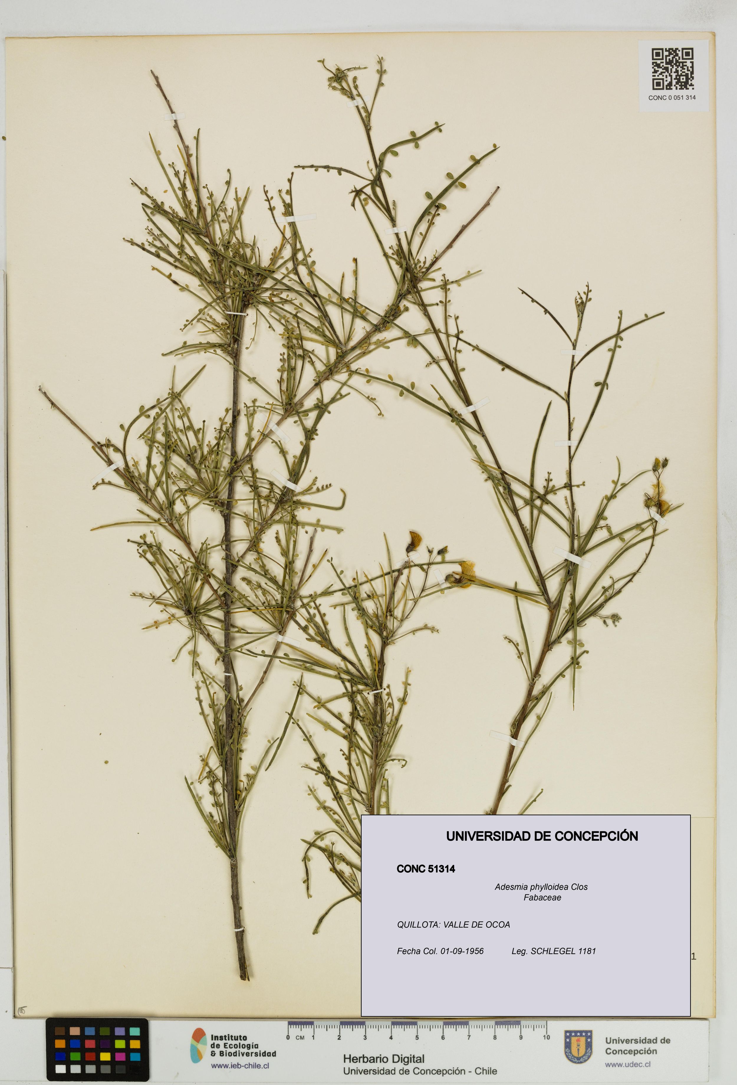 Adesmia phylloidea [Espécimen: ]