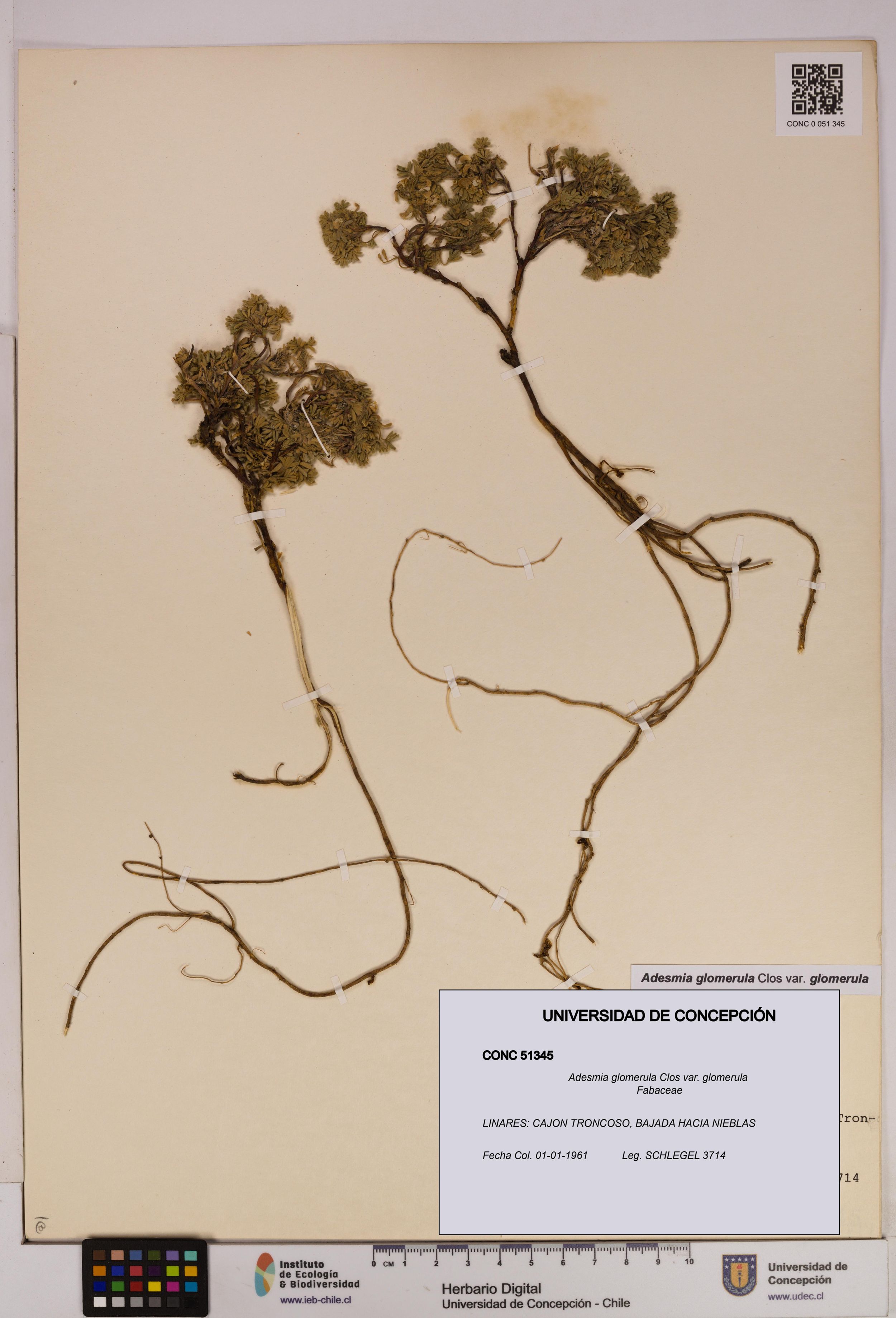 Adesmia glomerula var. glomerula [Espécimen: ]