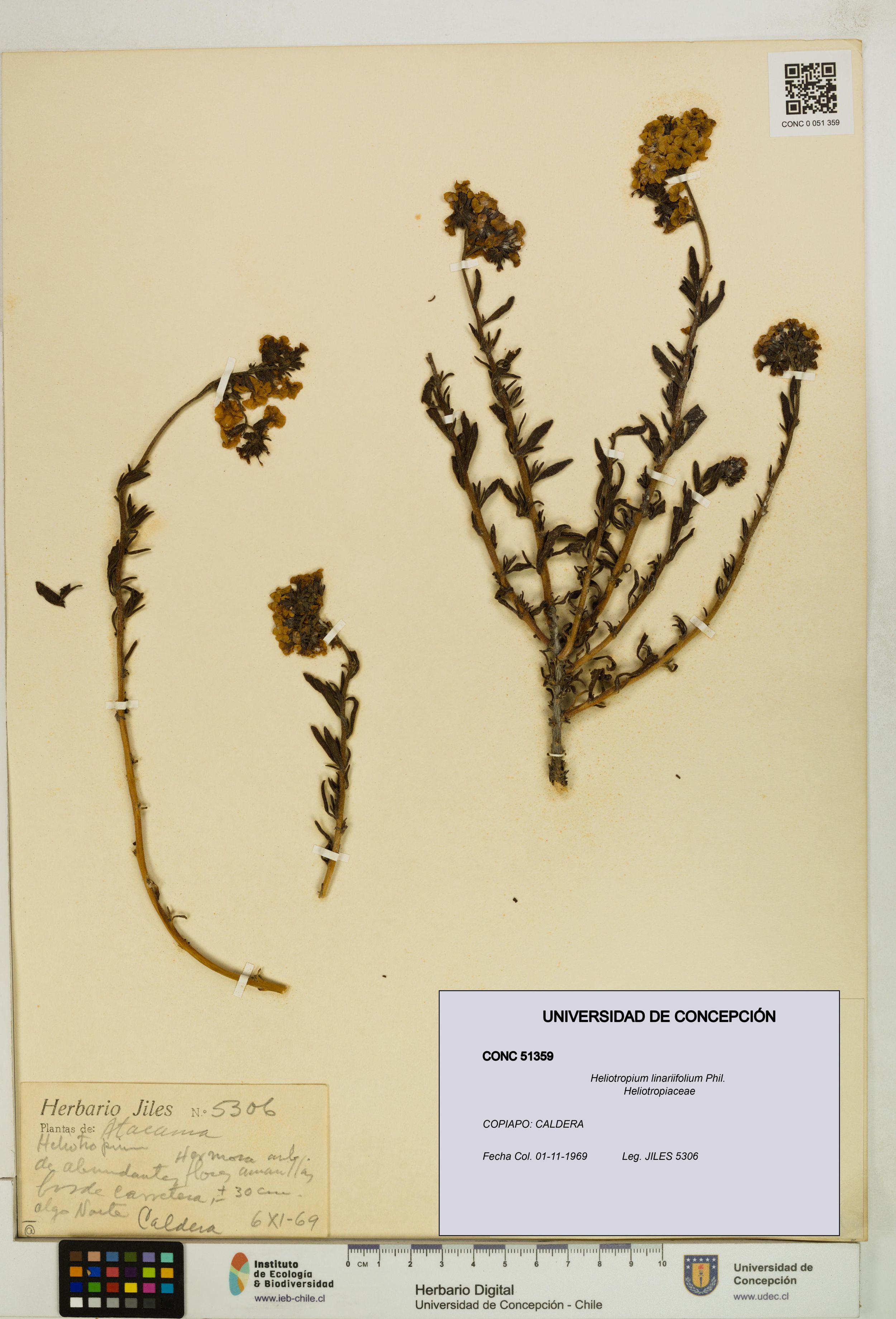 Heliotropium linariifolium [Espécimen: ]