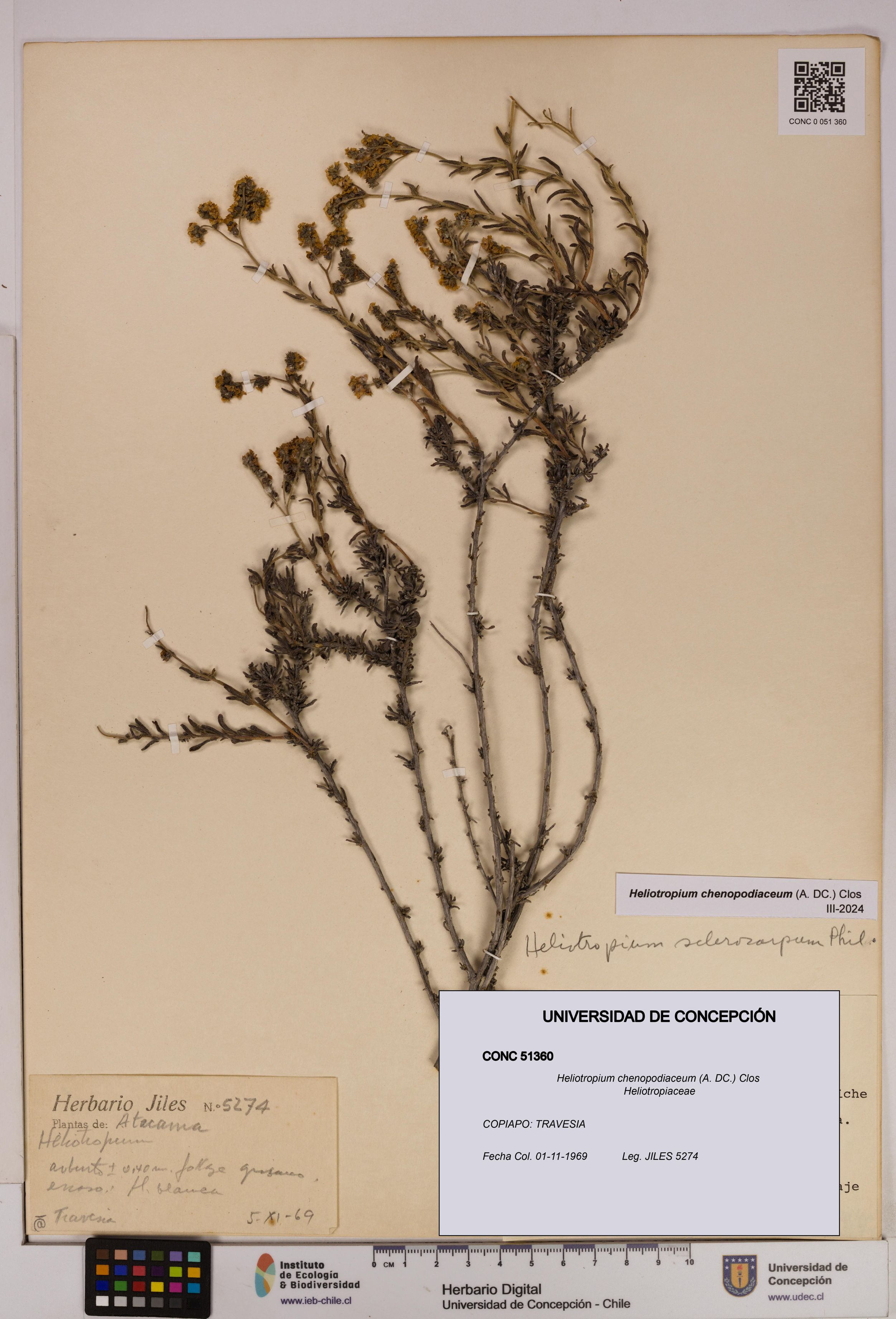 Heliotropium chenopodiaceum [Espécimen: ]