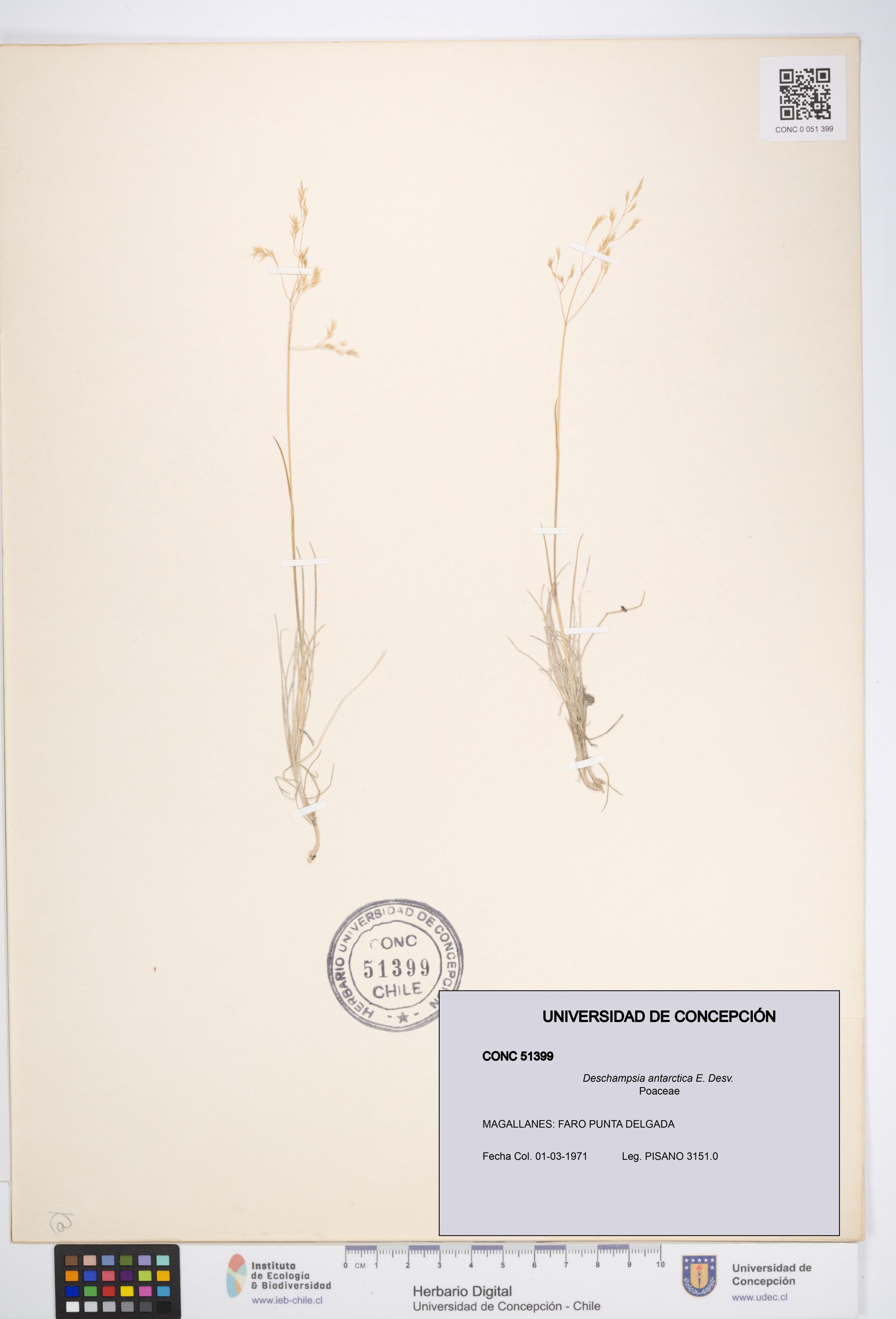 Deschampsia antarctica [Espécimen: ]
