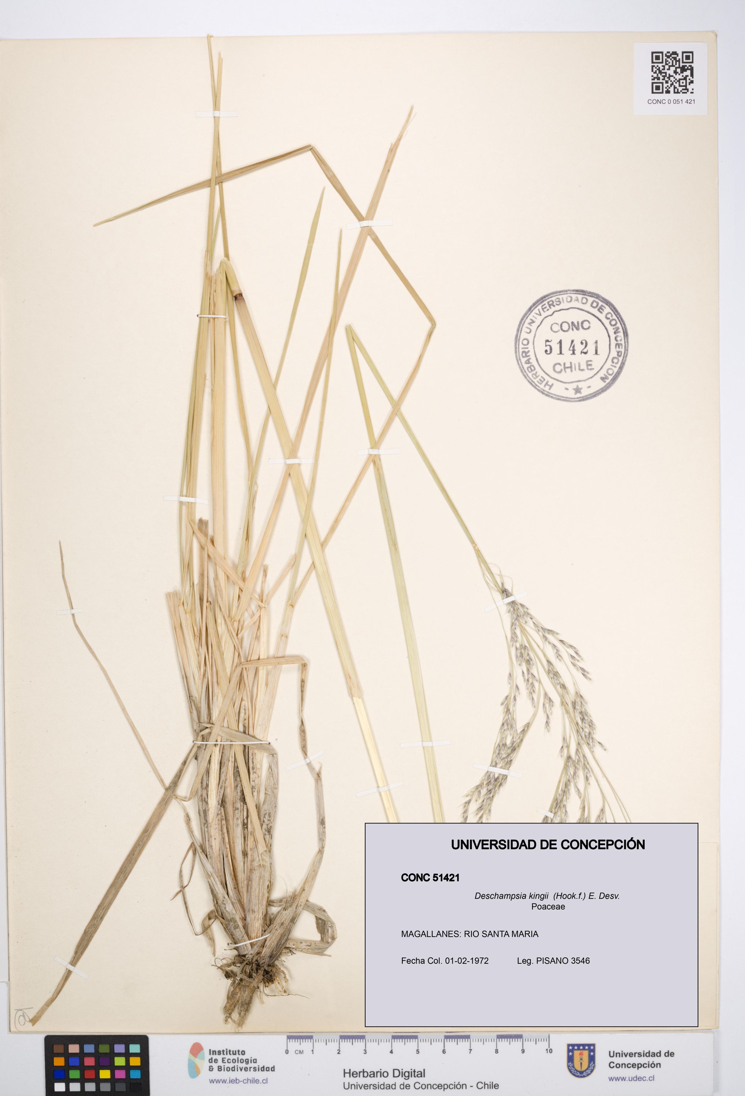 Deschampsia kingii [Espécimen: ]