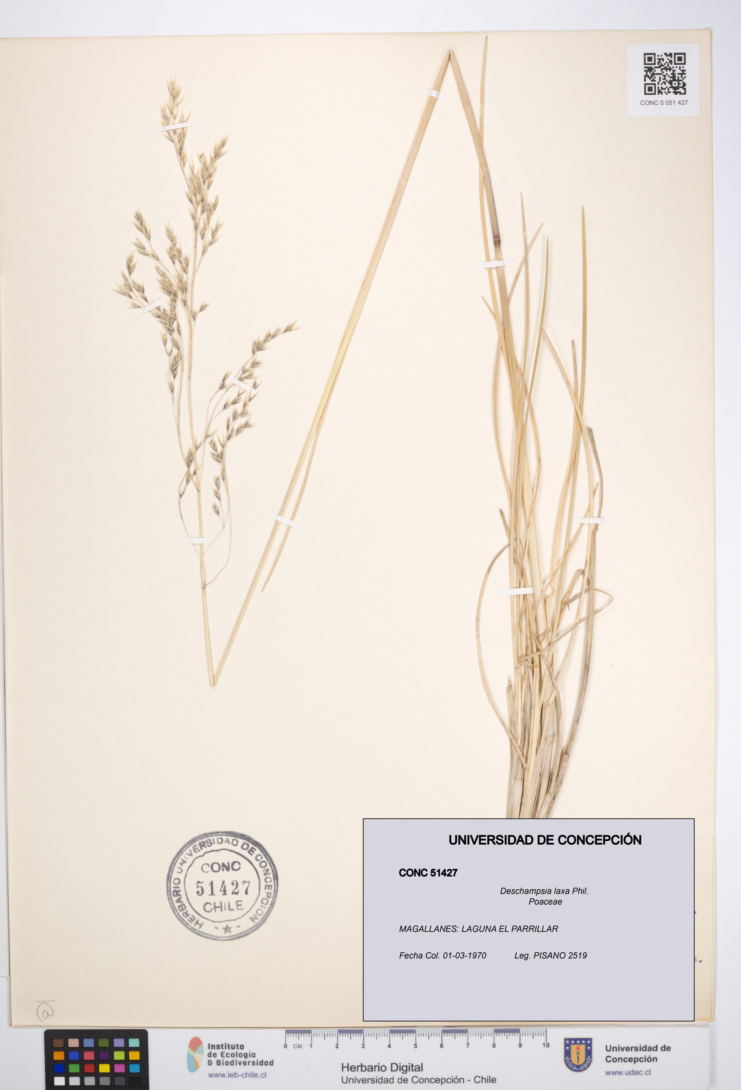 Deschampsia laxa [Espécimen: ]