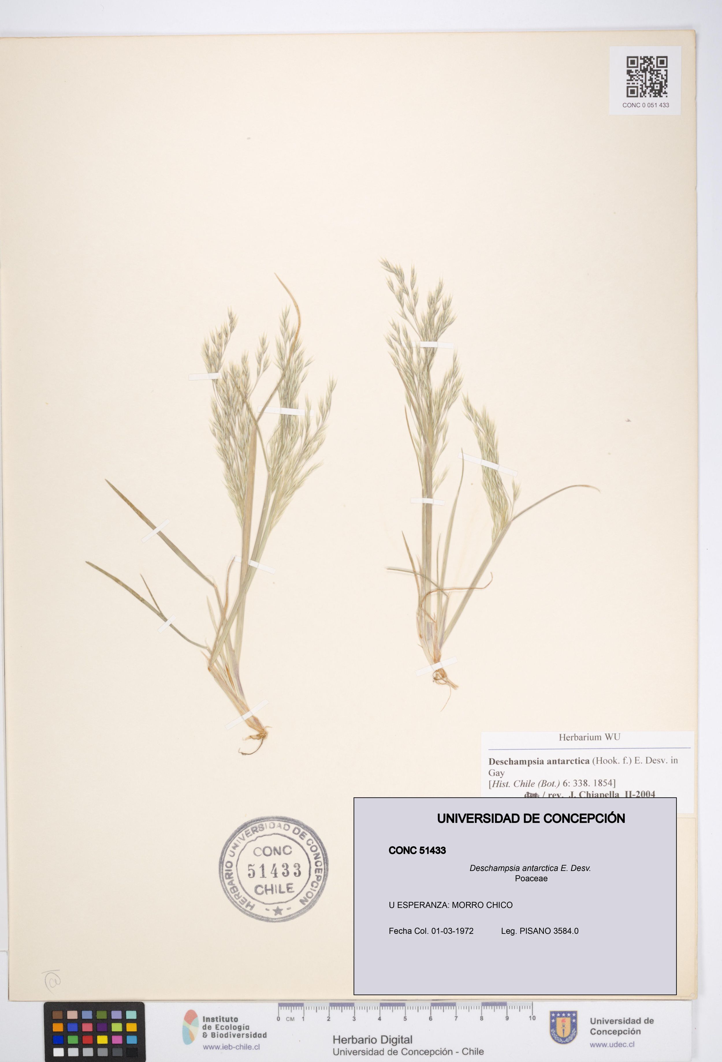 Deschampsia antarctica [Espécimen: ]