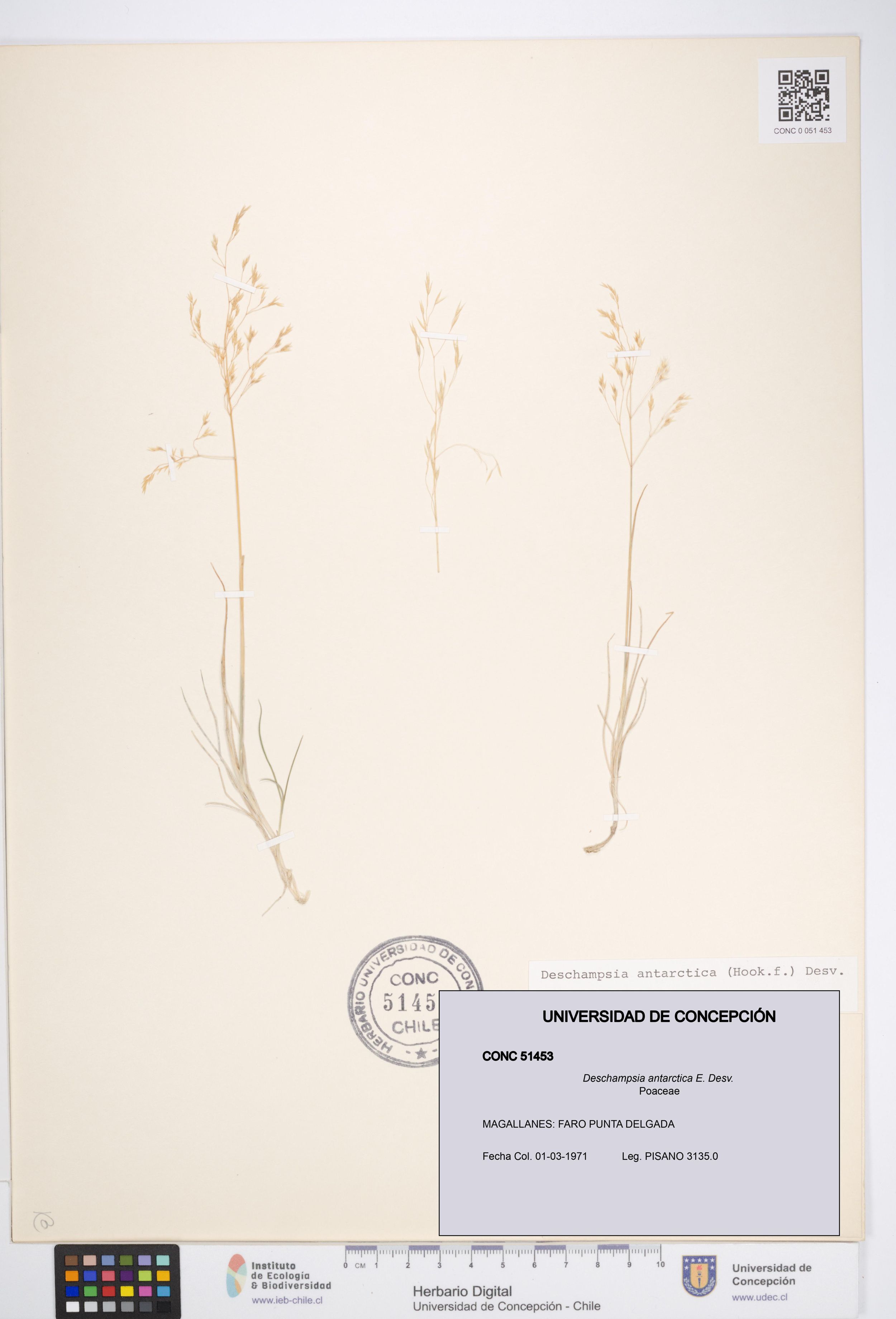 Deschampsia antarctica [Espécimen: ]
