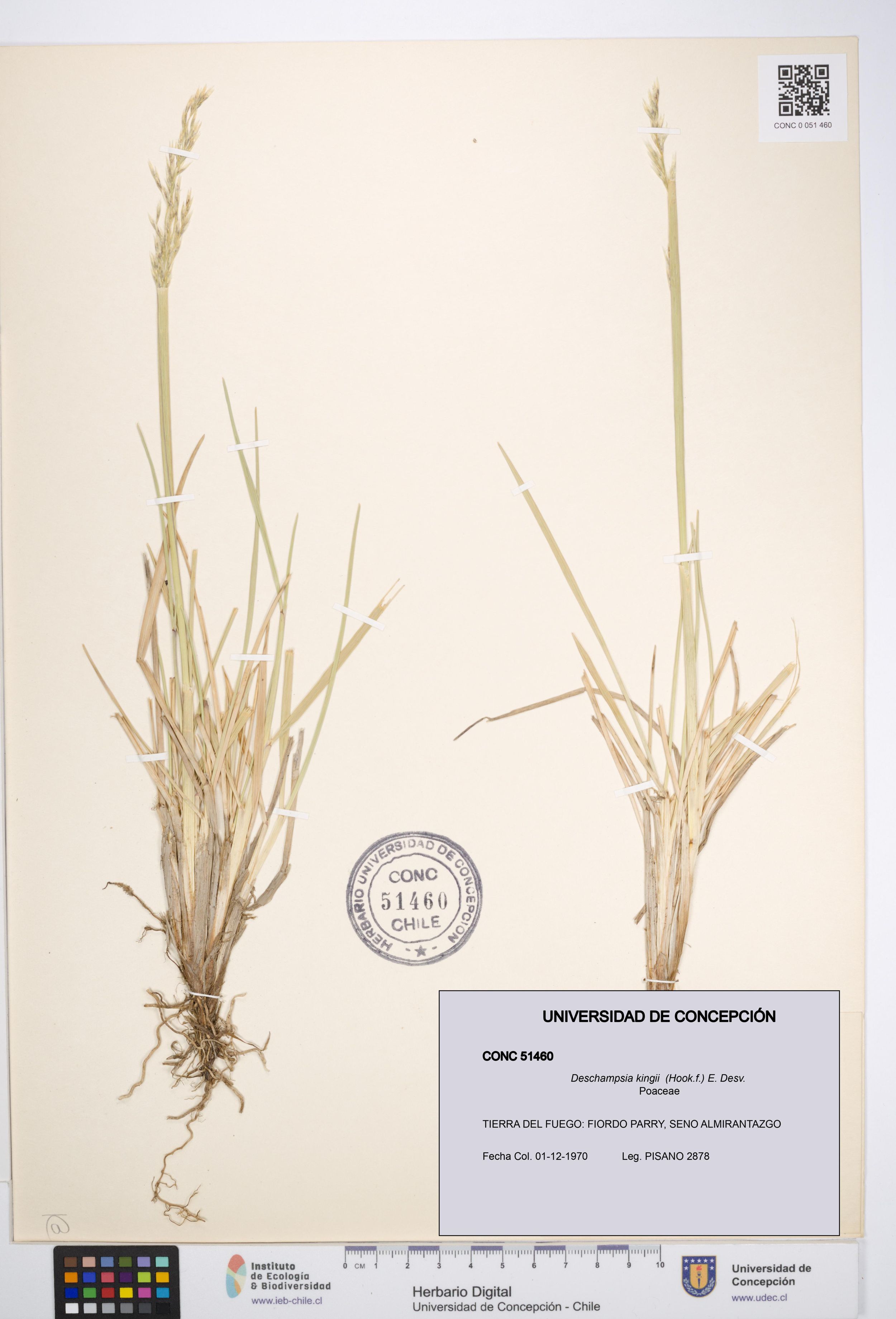 Deschampsia kingii [Espécimen: ]