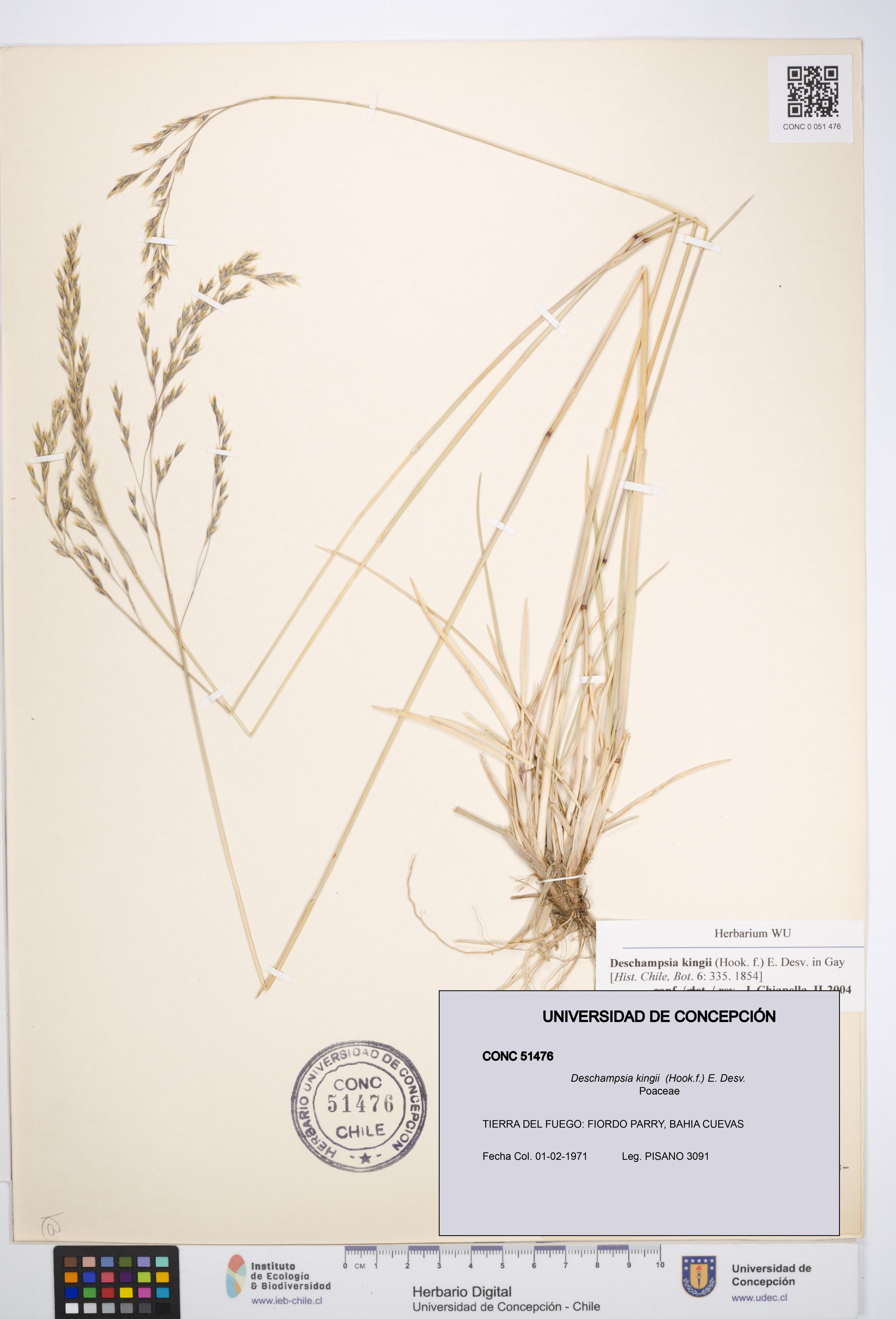 Deschampsia kingii [Espécimen: ]