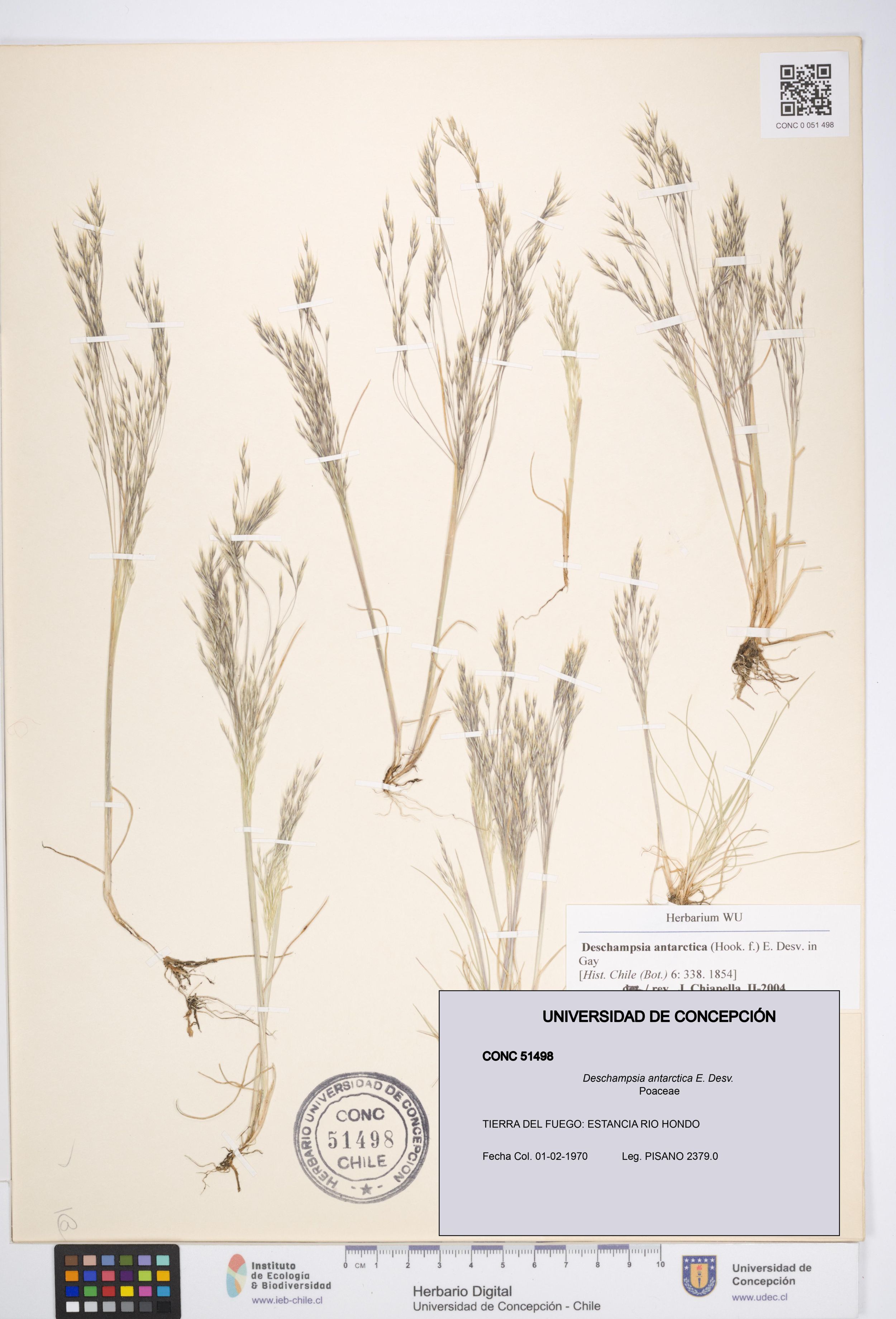 Deschampsia antarctica [Espécimen: ]