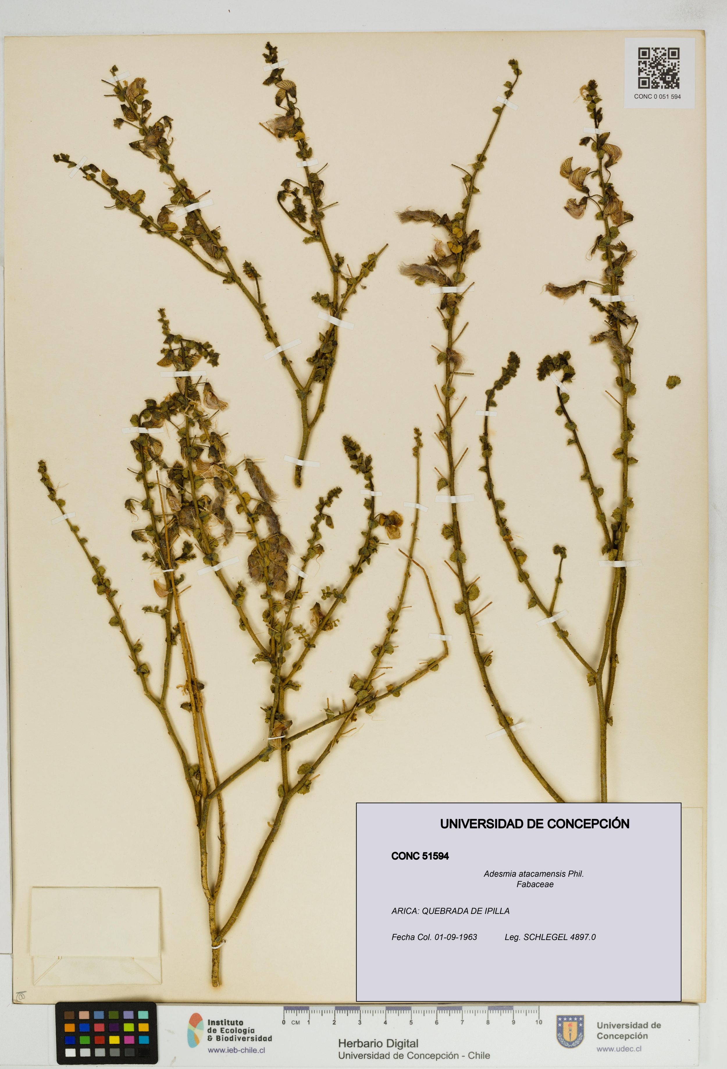 Adesmia atacamensis [Espécimen: ]