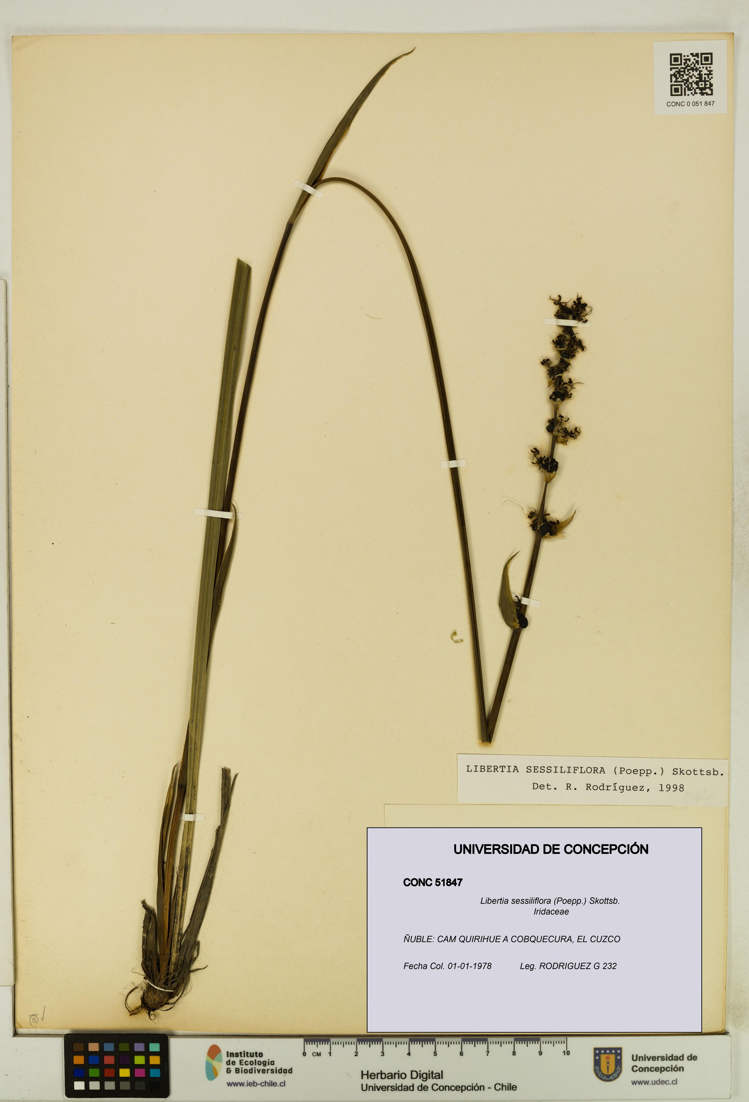 Libertia sessiliflora [Espécimen: ]