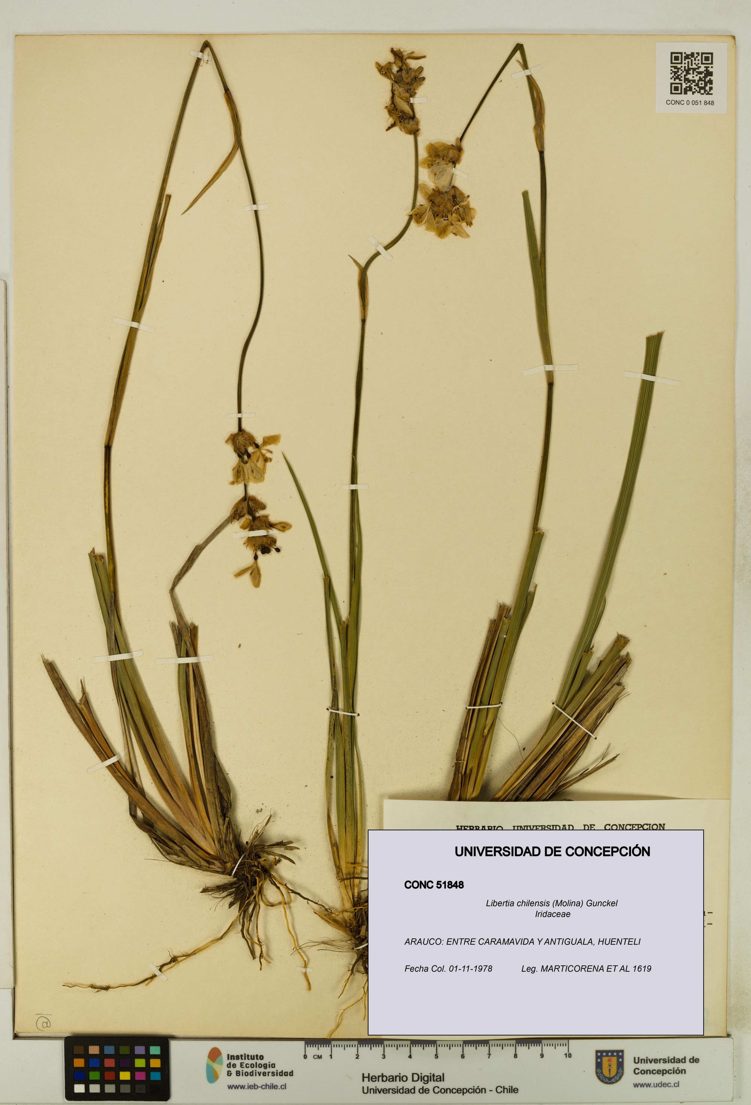 Libertia chilensis [Espécimen: ]