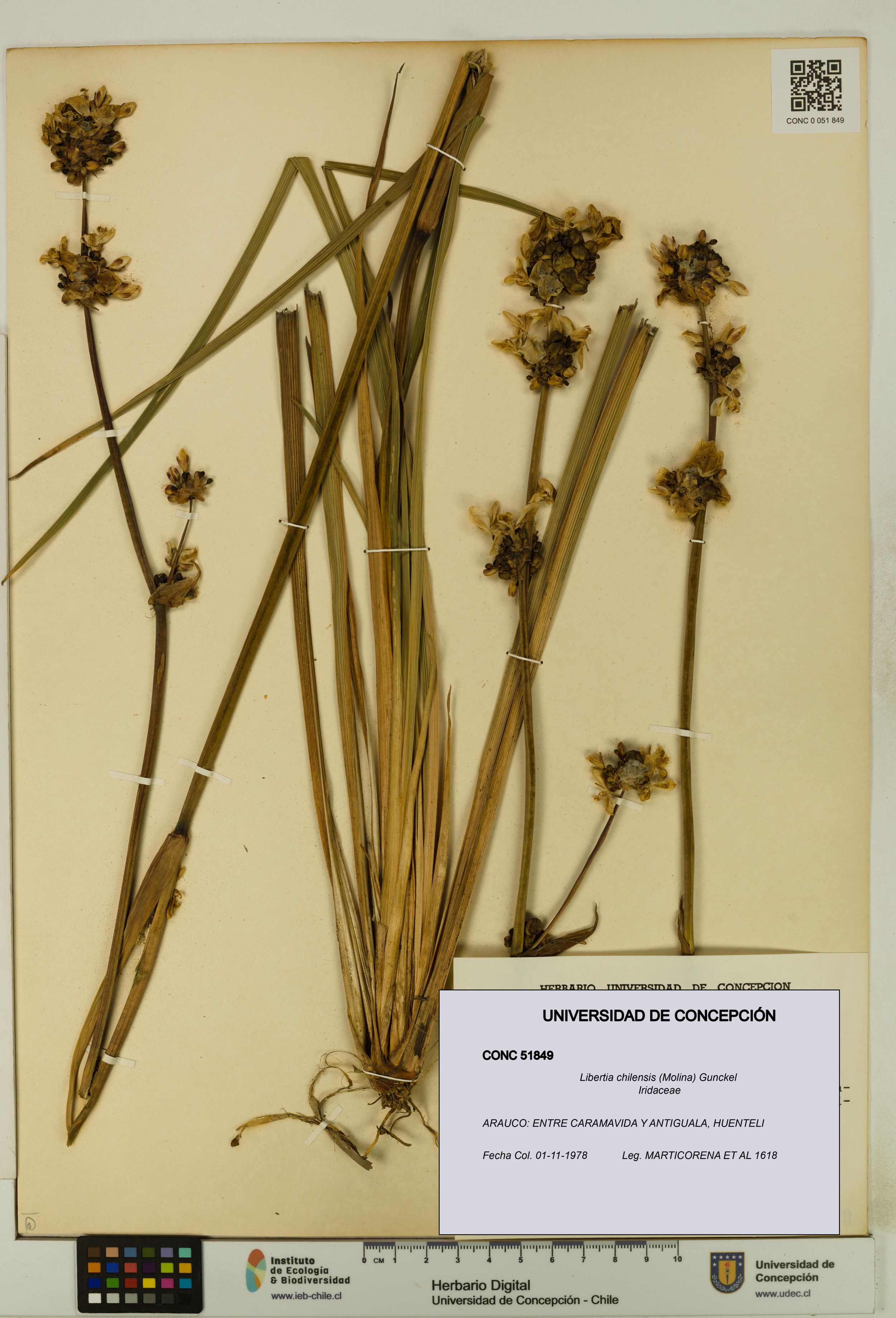 Libertia chilensis [Espécimen: ]
