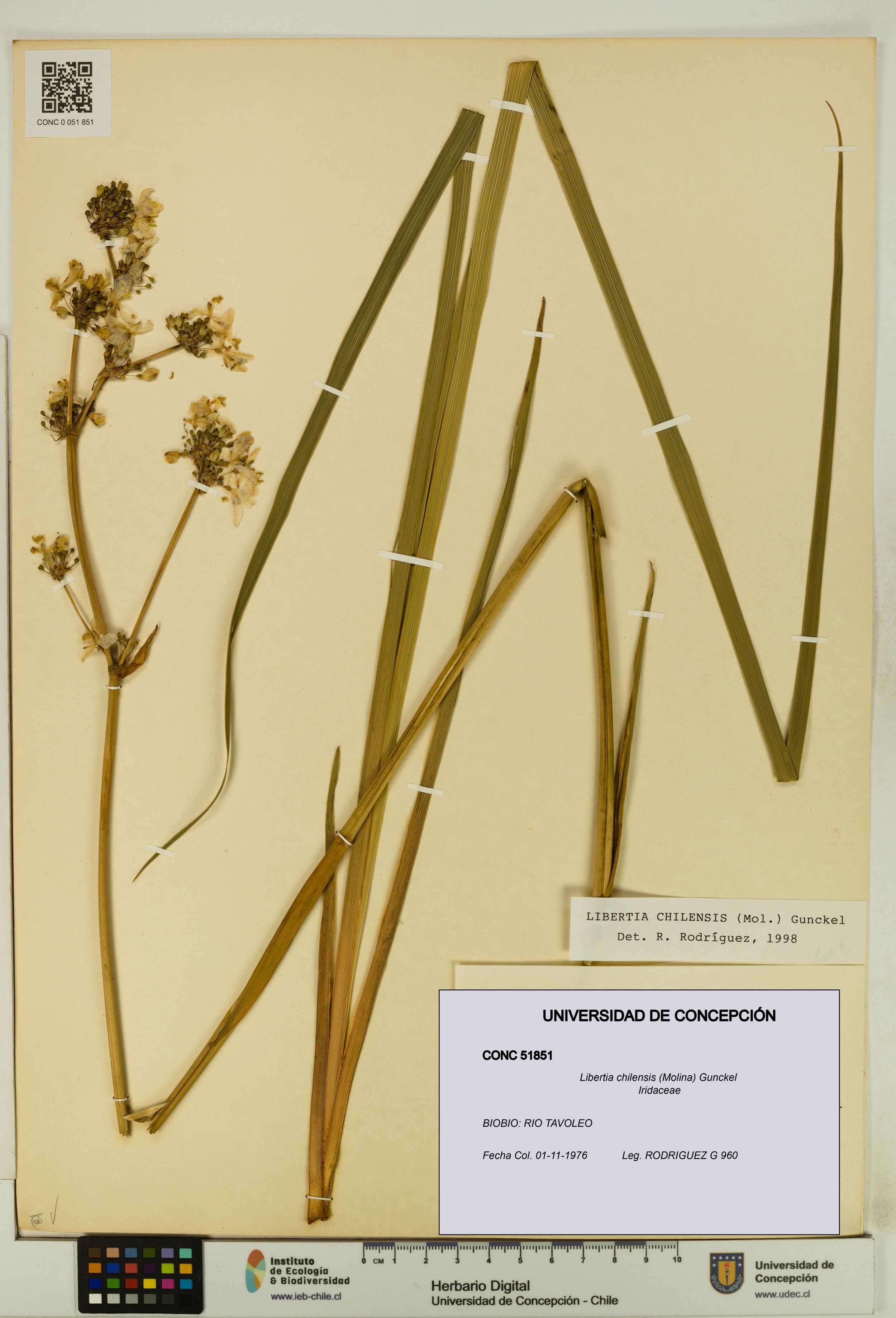 Libertia chilensis [Espécimen: ]