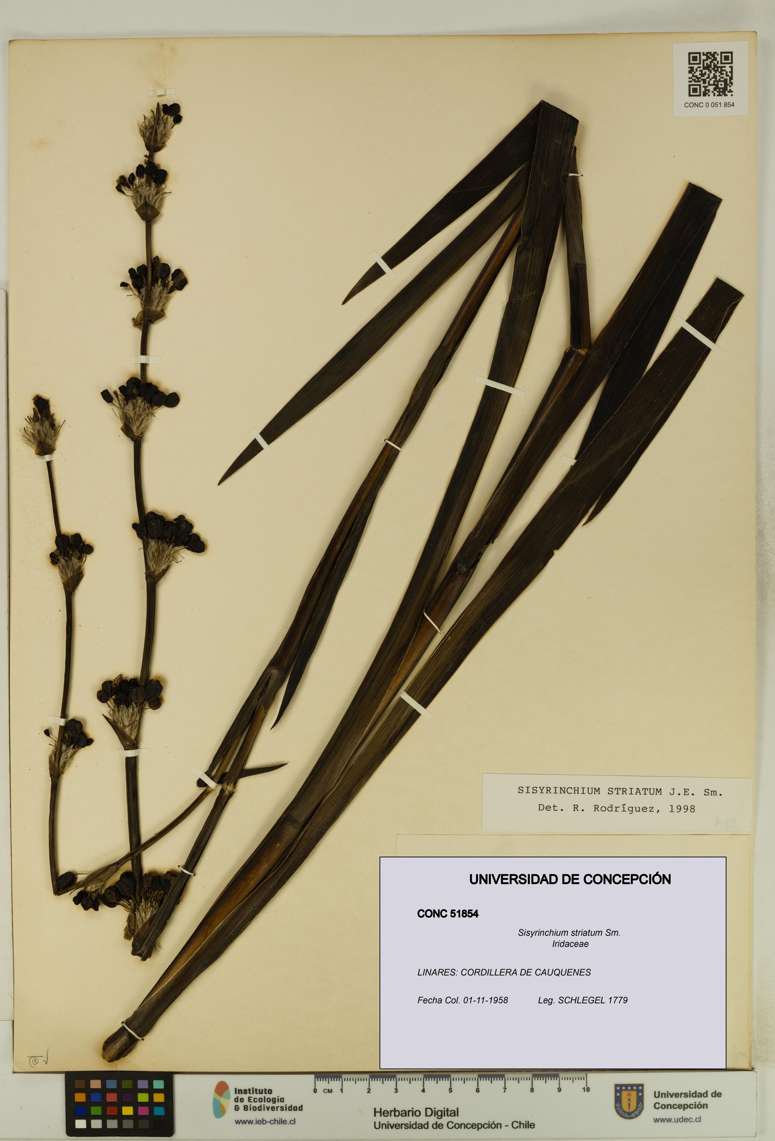 Sisyrinchium striatum [Espécimen: ]