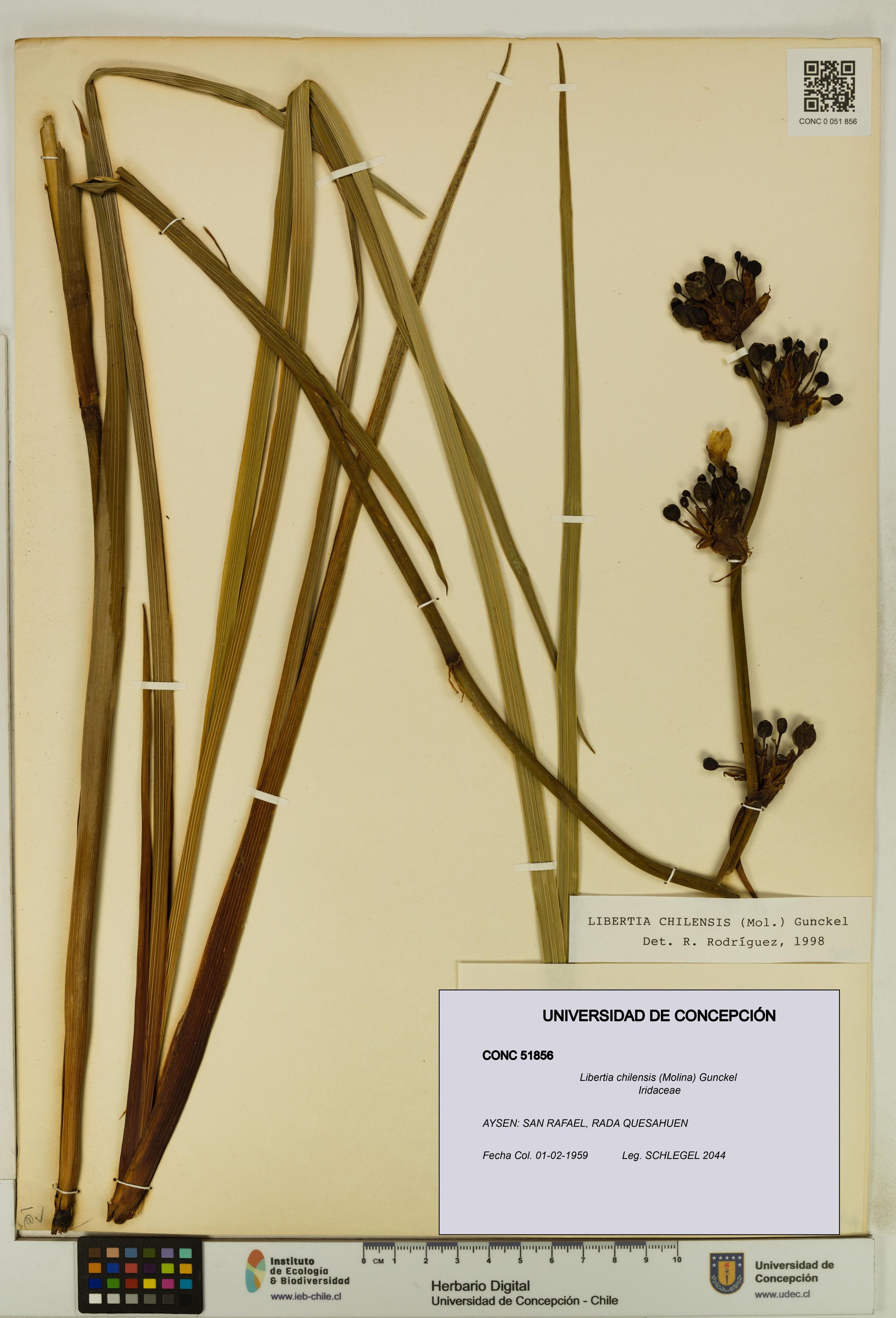 Libertia chilensis [Espécimen: ]