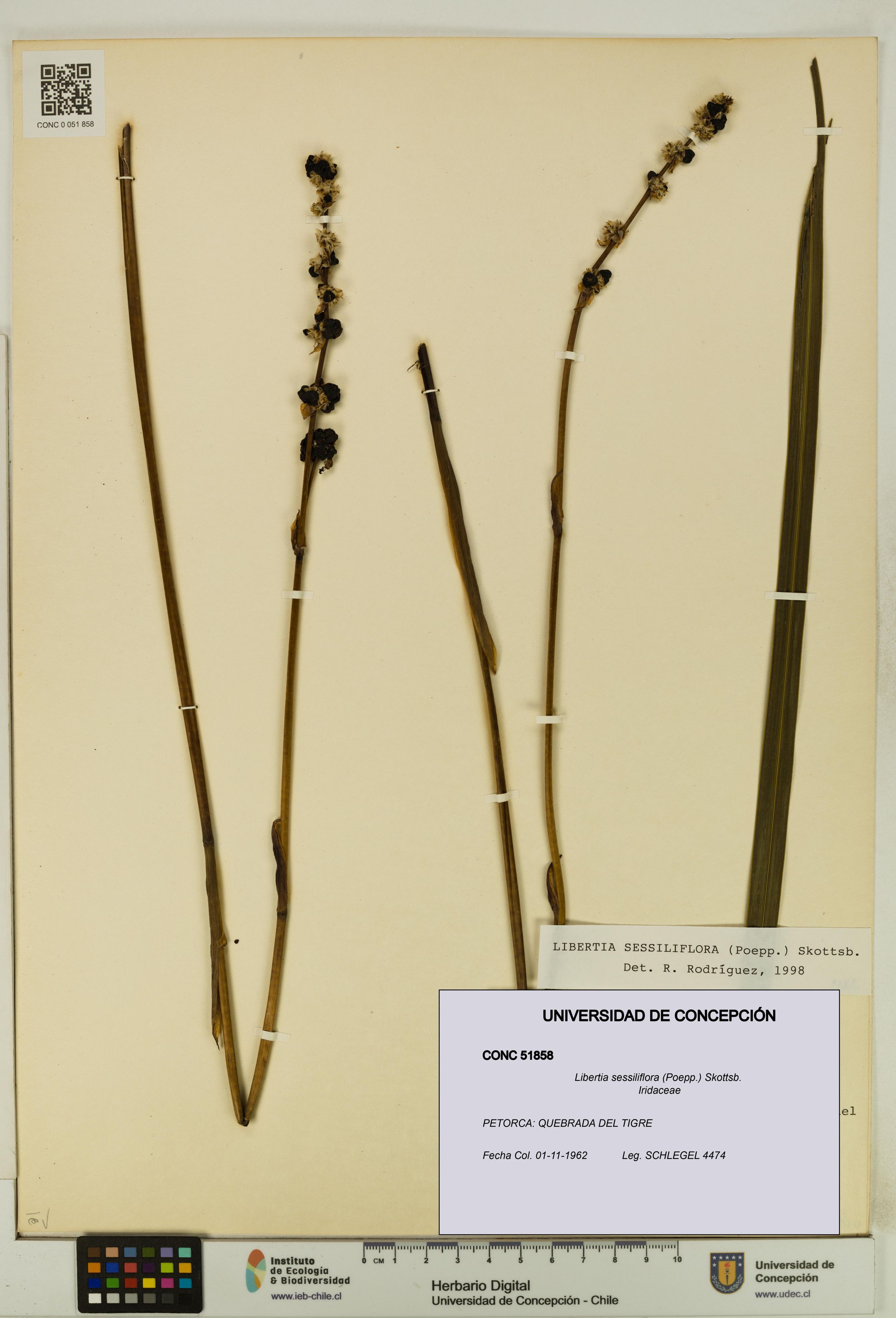 Libertia sessiliflora [Espécimen: ]