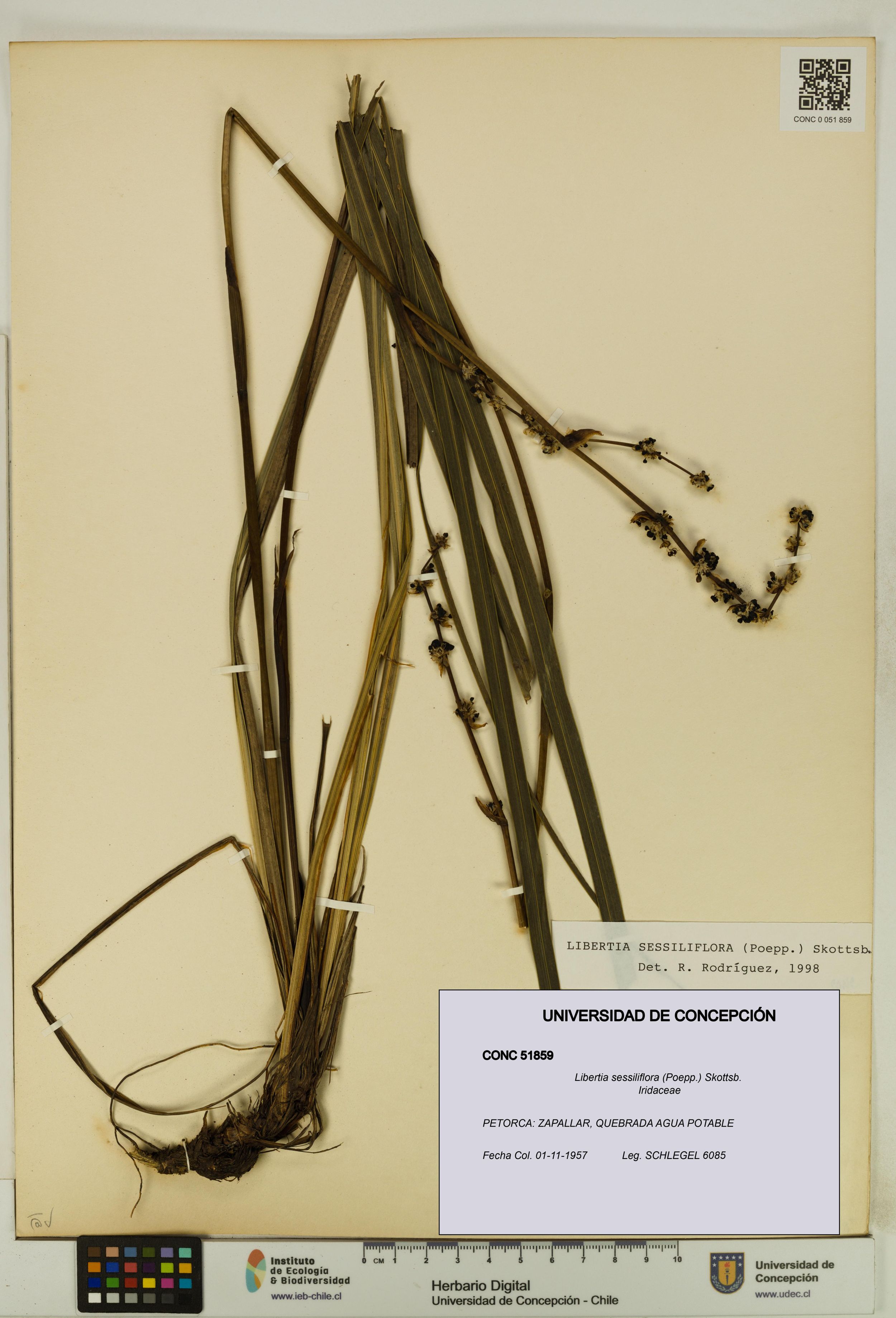 Libertia sessiliflora [Espécimen: ]