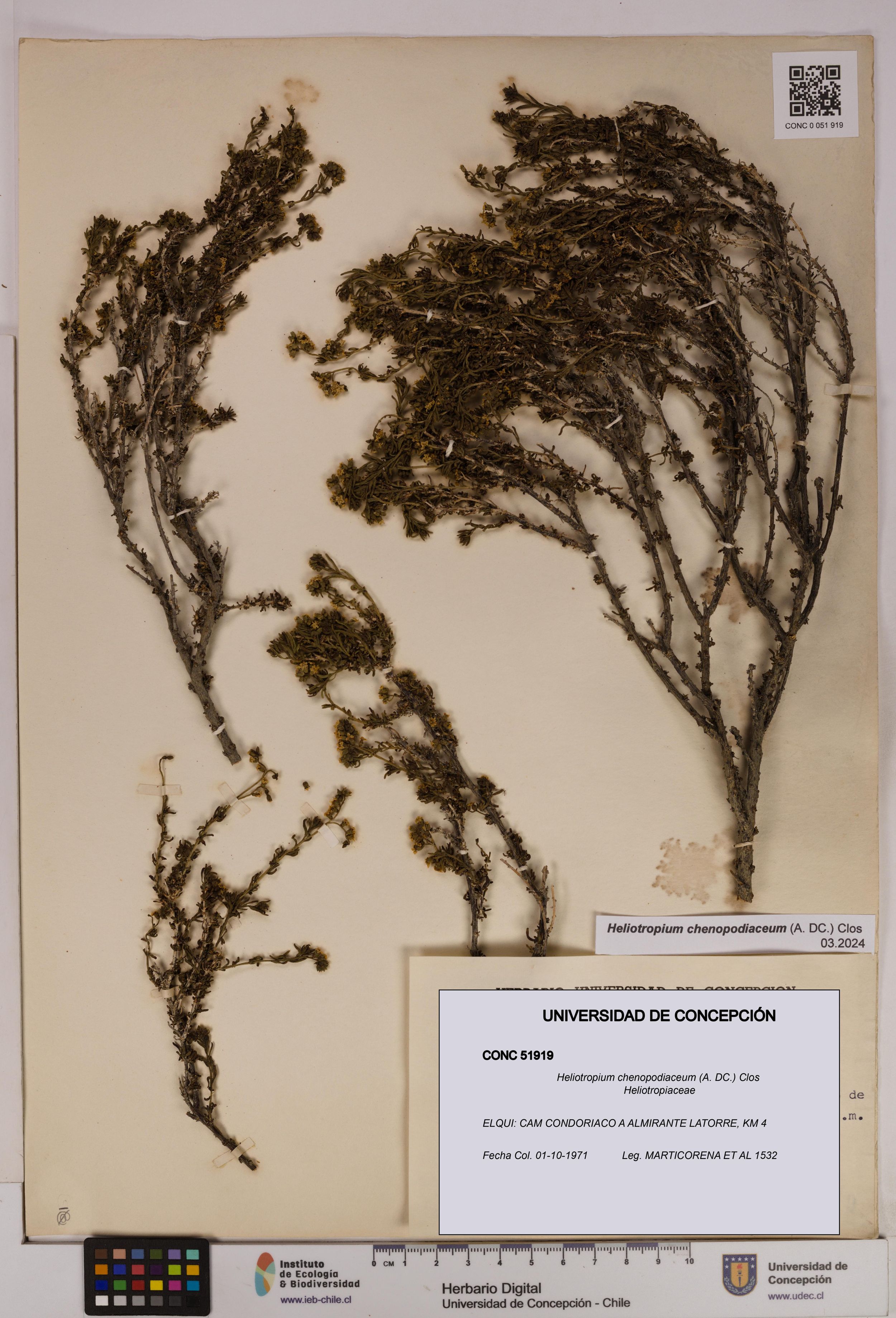 Heliotropium chenopodiaceum [Espécimen: ]