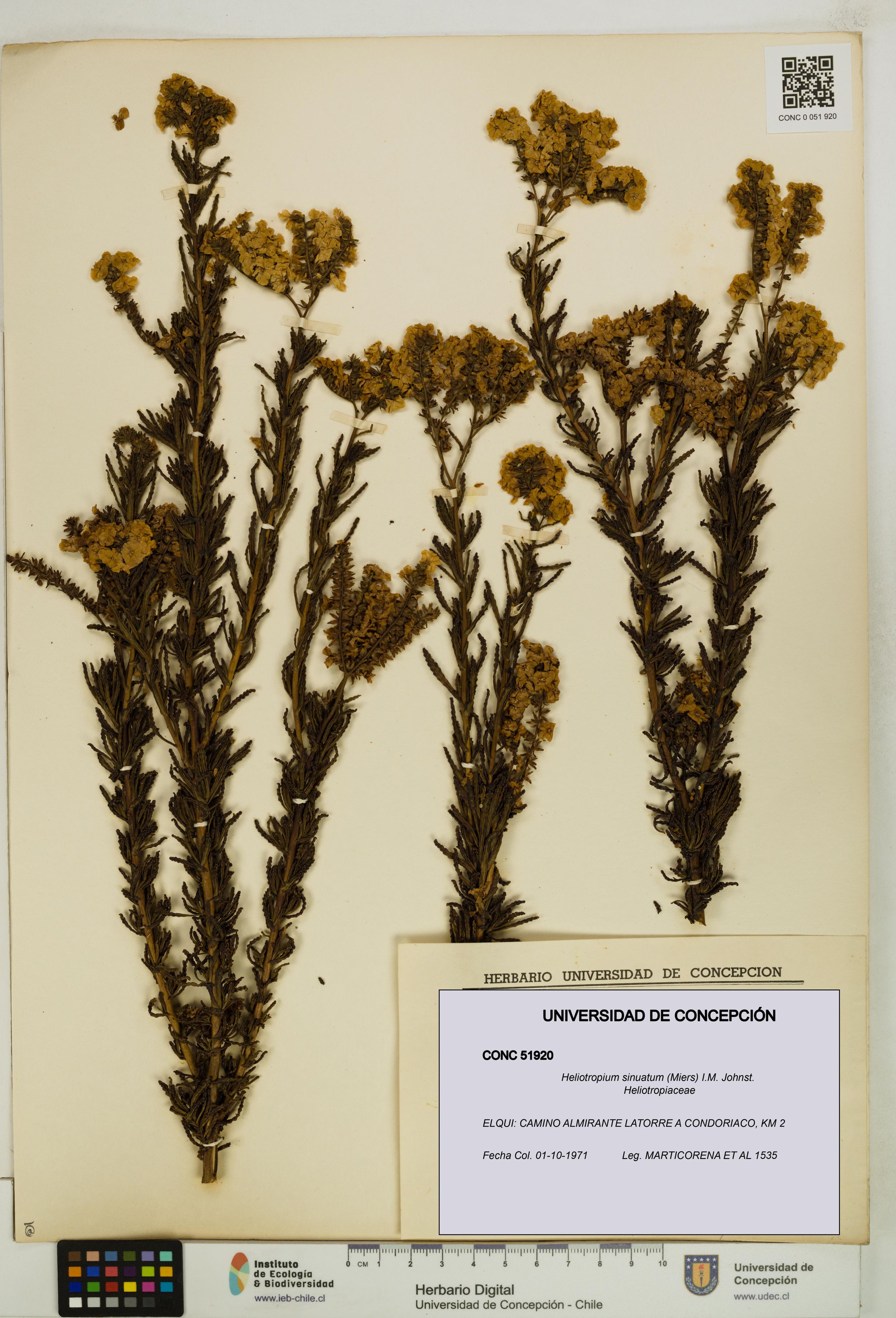 Heliotropium sinuatum [Espécimen: ]